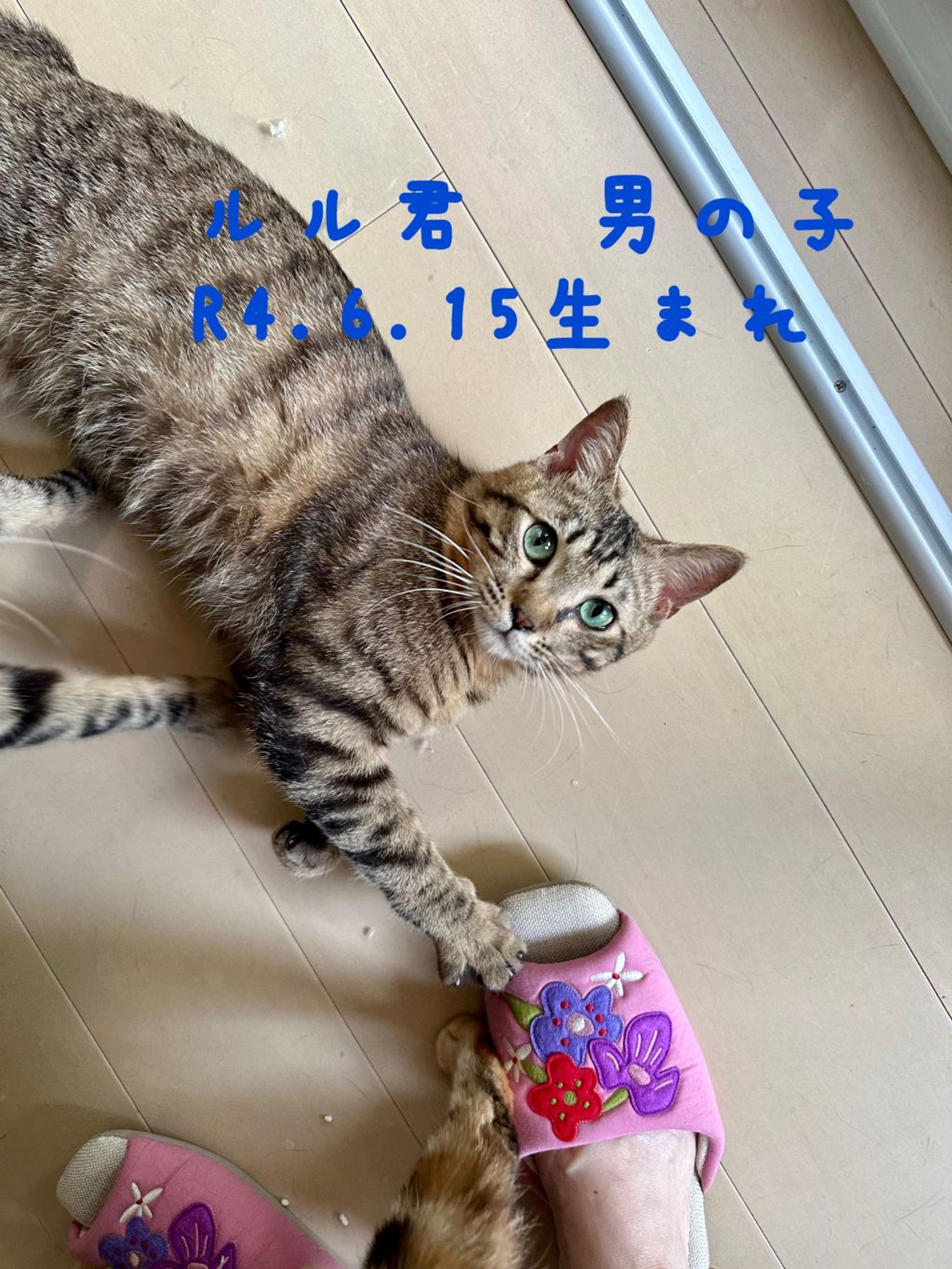 雑種（ミックス猫）・オスの里親募集の写真