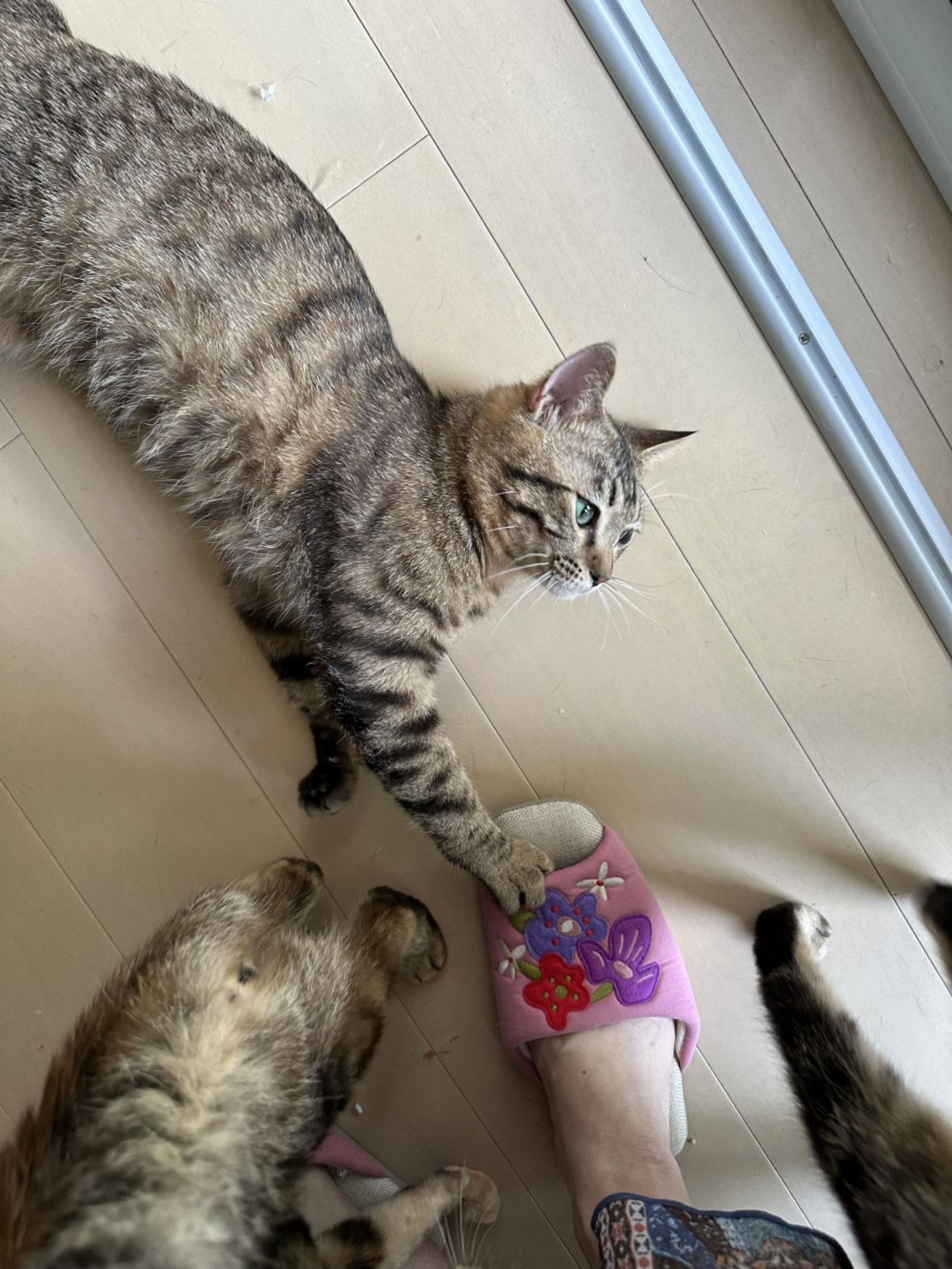 pet-image-3