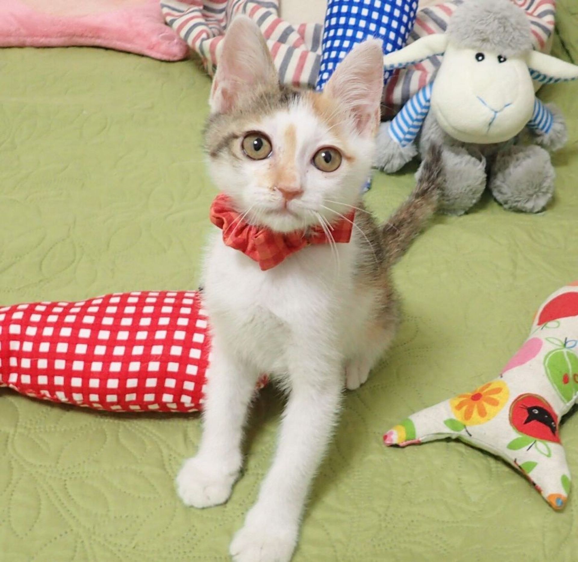 雑種（ミックス猫）・メスの里親募集の写真