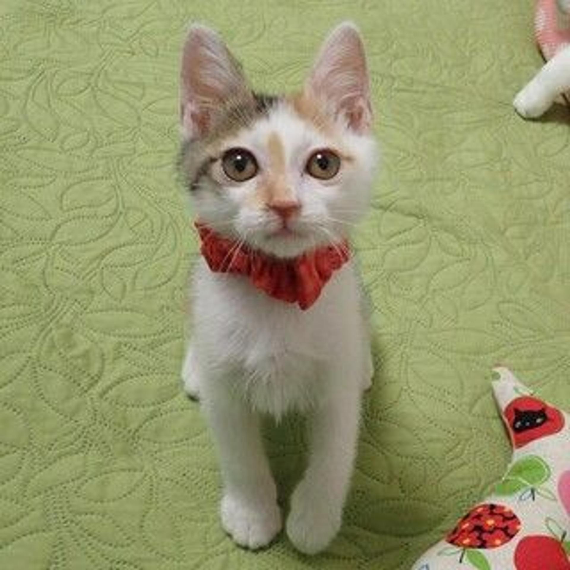 pet-image-2