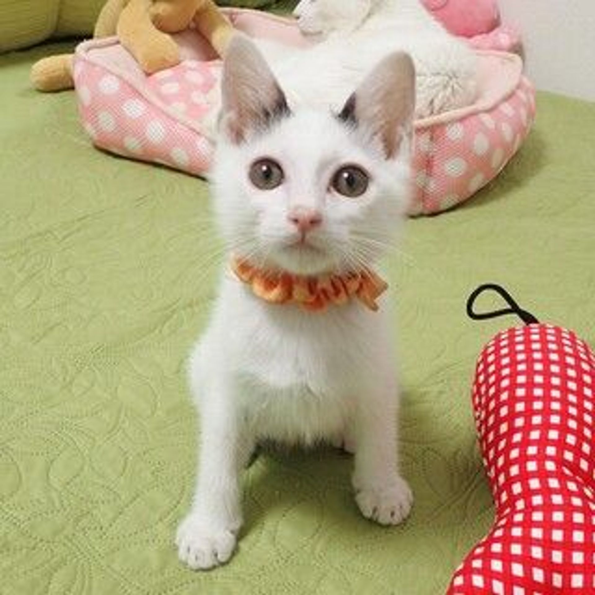 雑種（ミックス猫）・オスの里親募集の写真