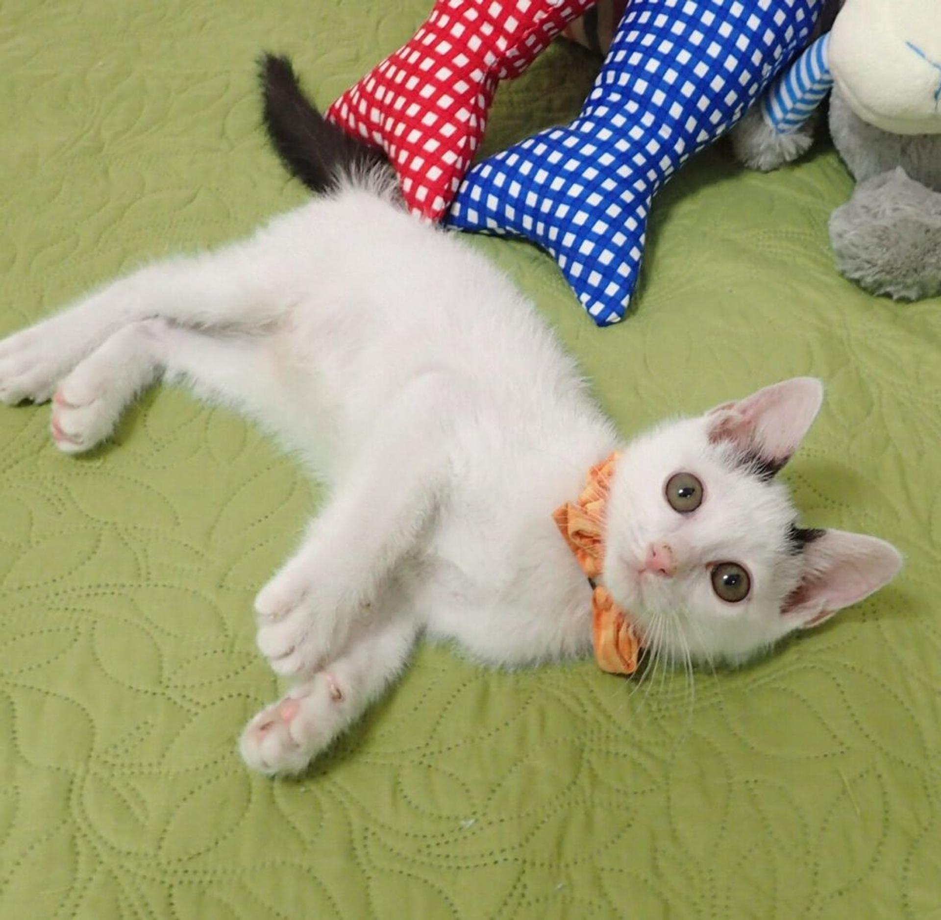 pet-image-3