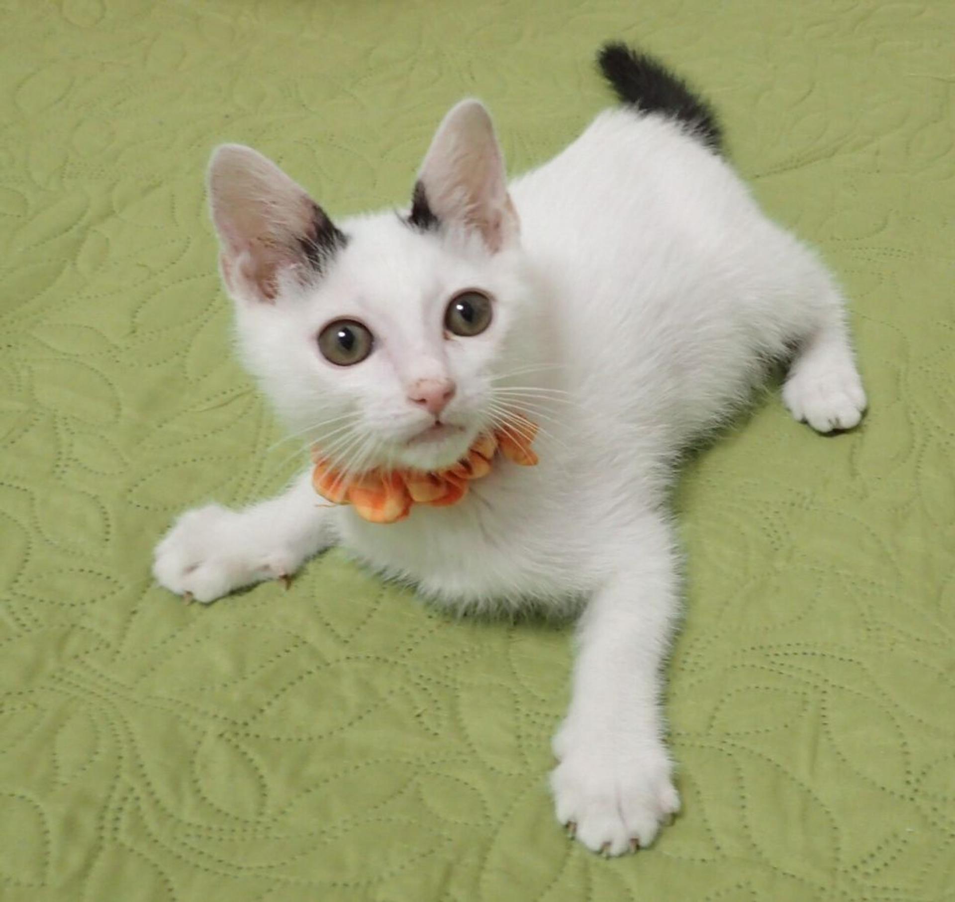 pet-image-4
