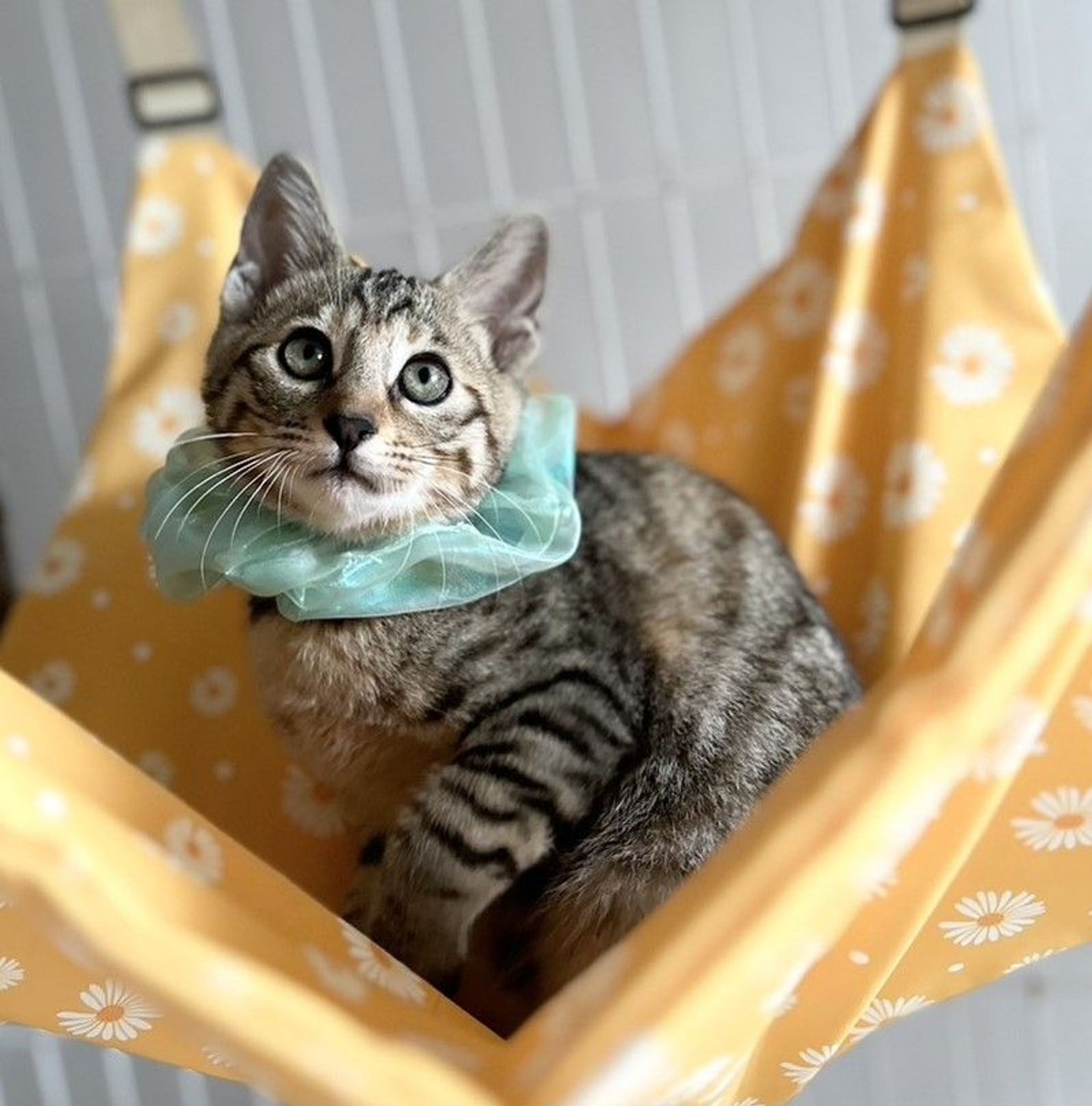 雑種（ミックス猫）・メスの里親募集の写真