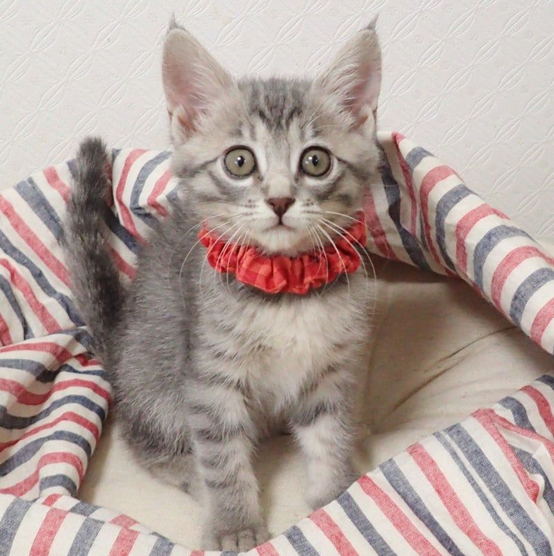 雑種（ミックス猫）・メスの里親募集の写真