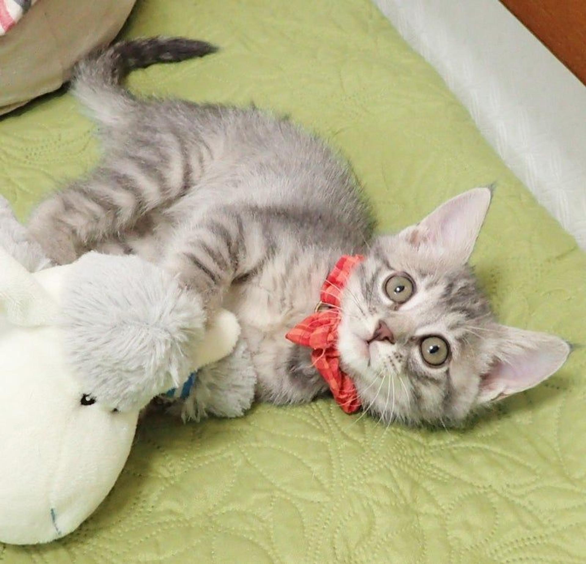 pet-image-2