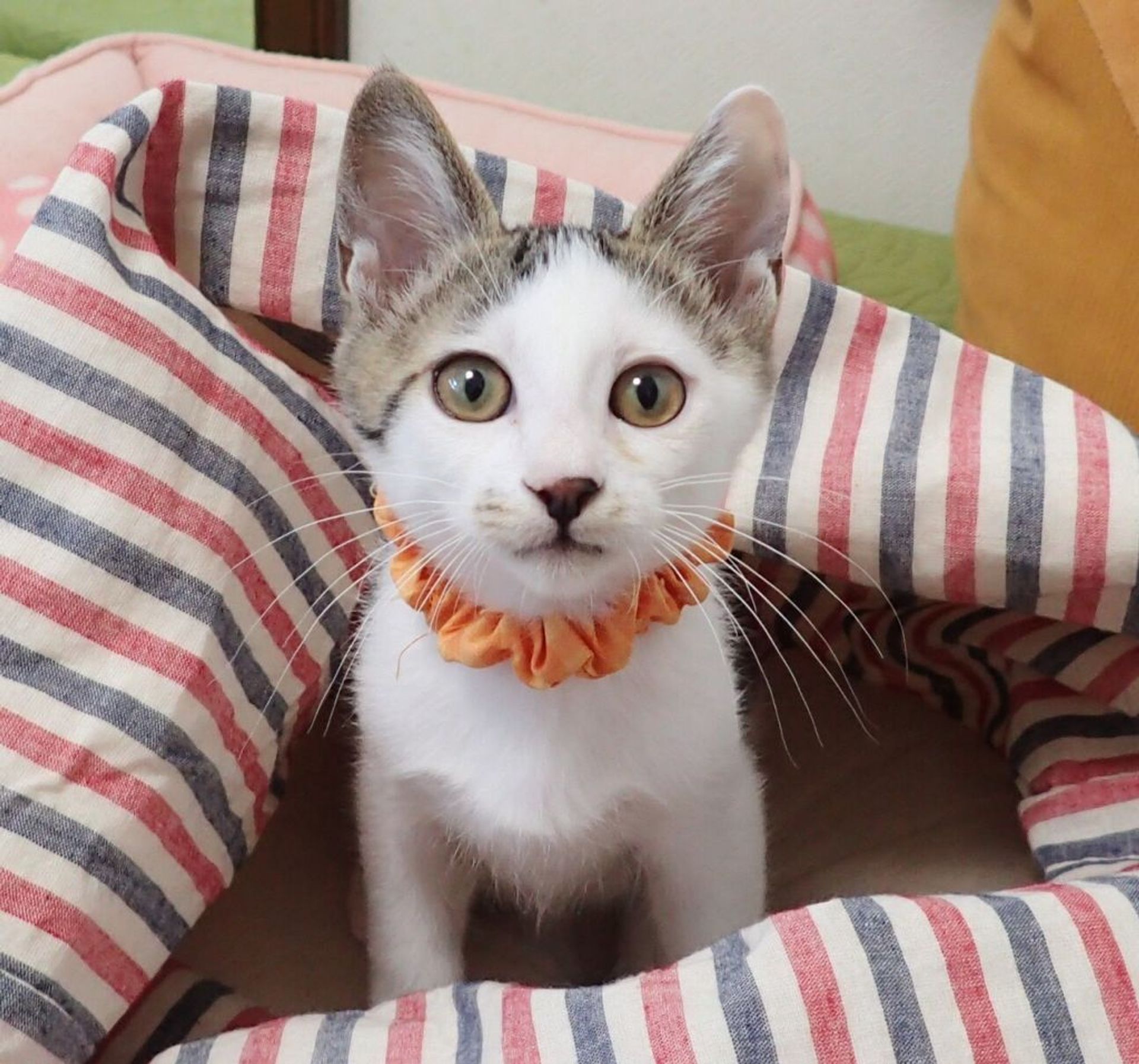 雑種（ミックス猫）・オスの里親募集の写真