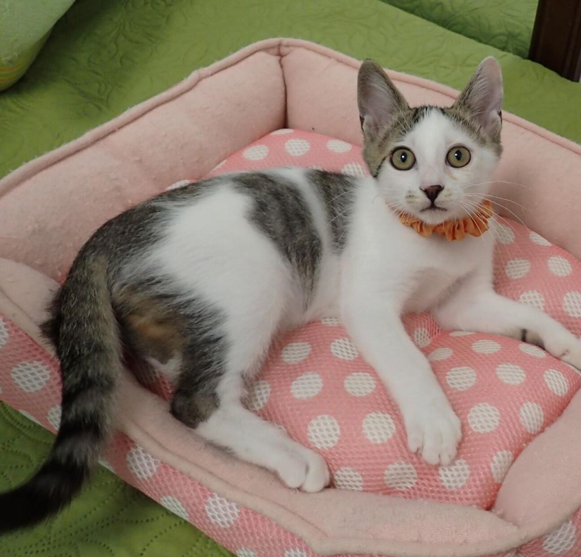 pet-image-3