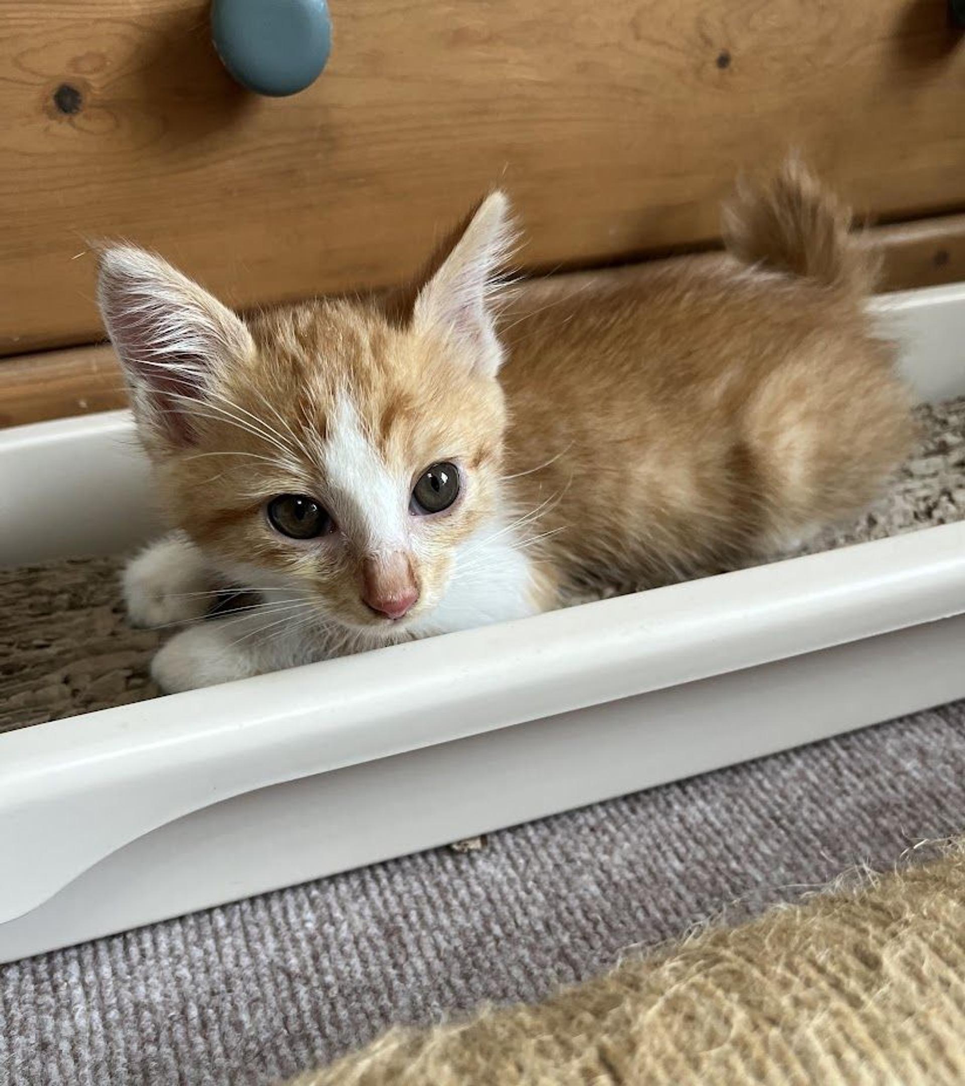 pet-image-2