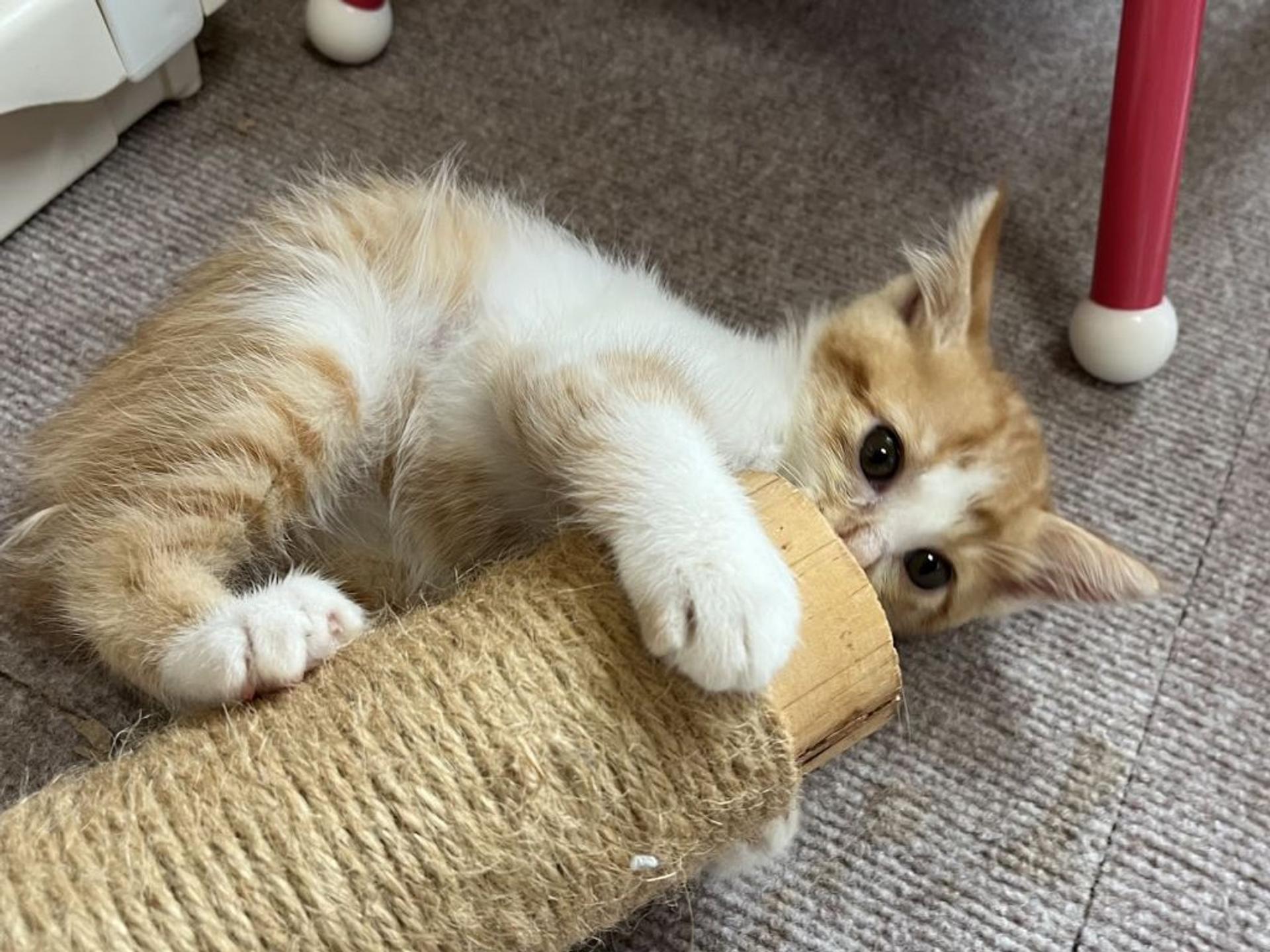pet-image-3
