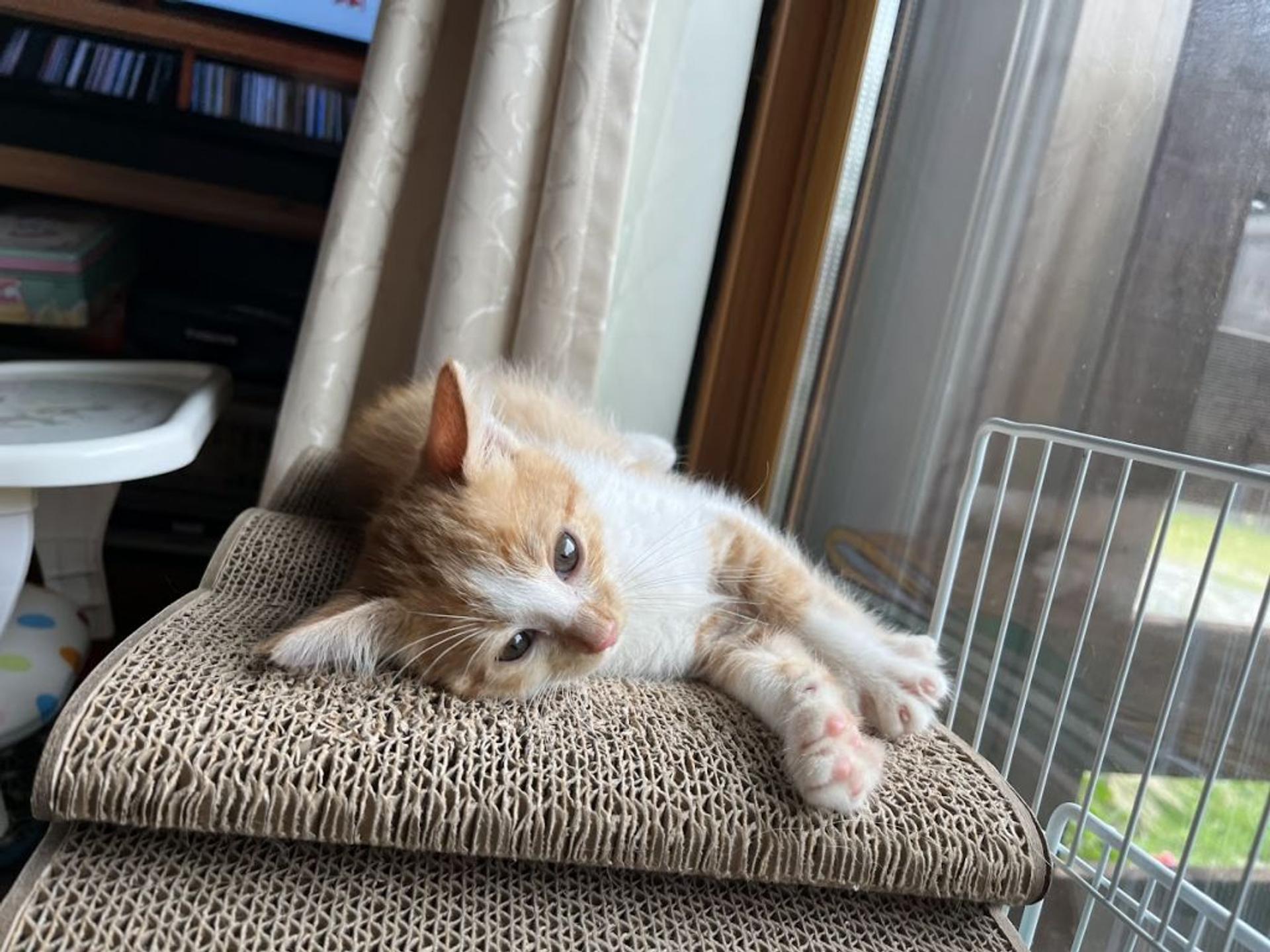 pet-image-5