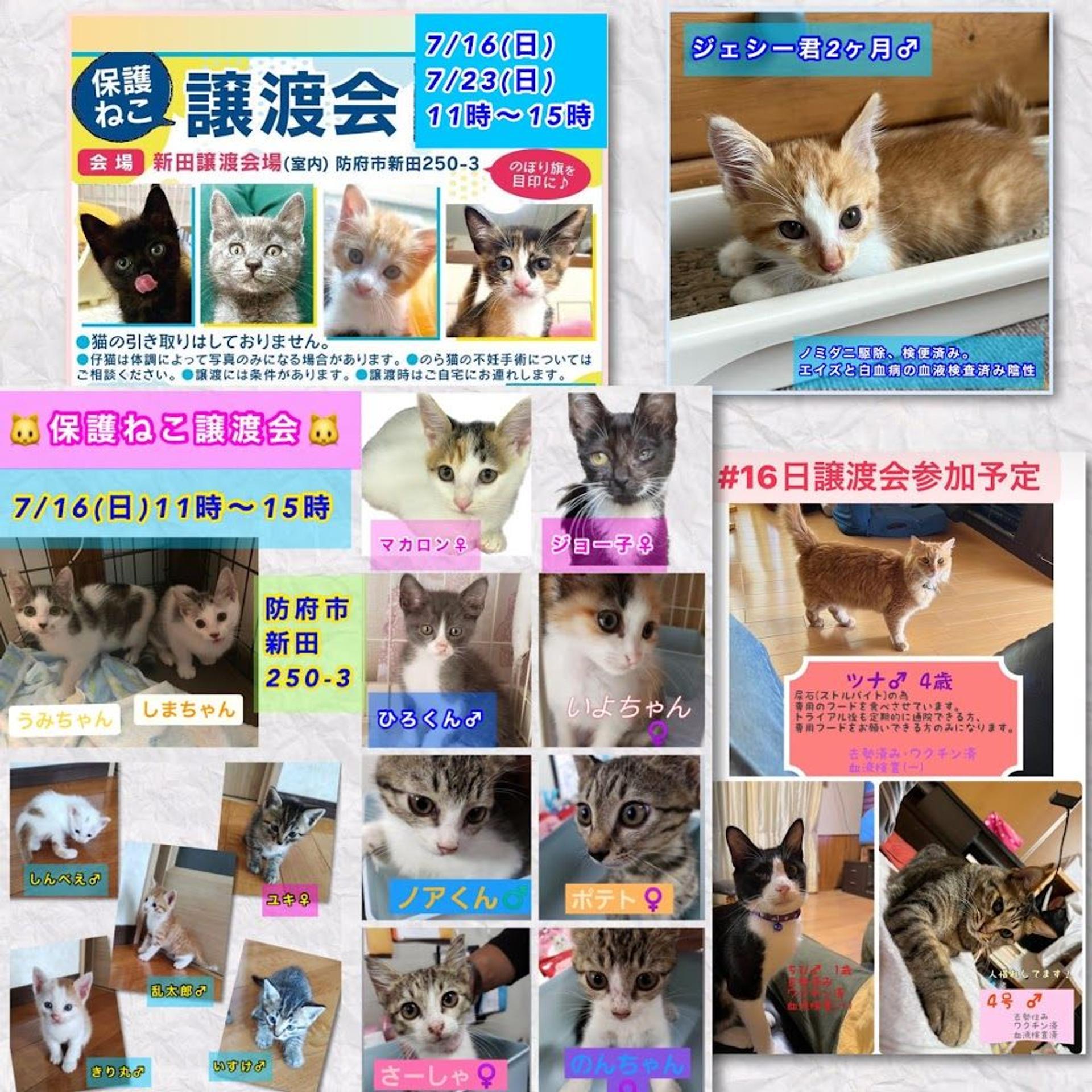 pet-image-6
