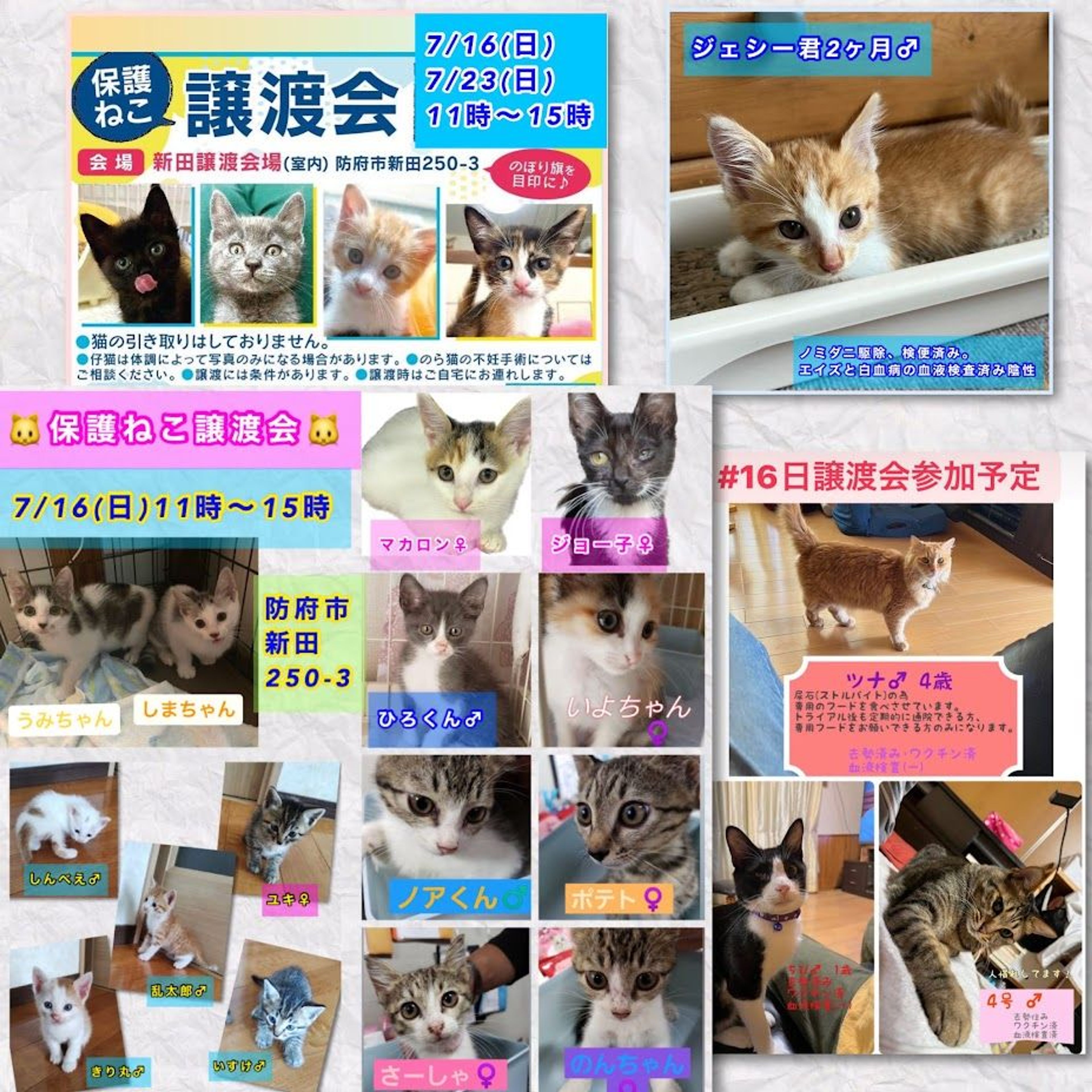 pet-image-6