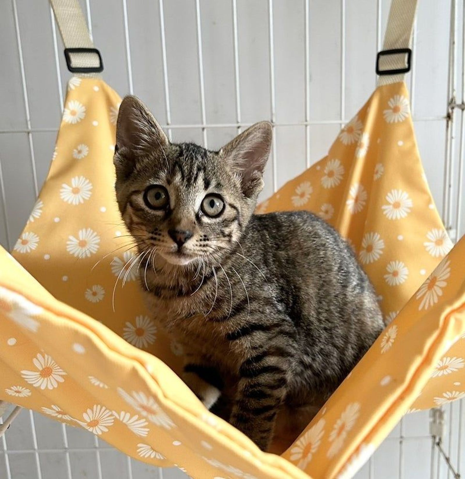 雑種（ミックス猫）・メスの里親募集の写真