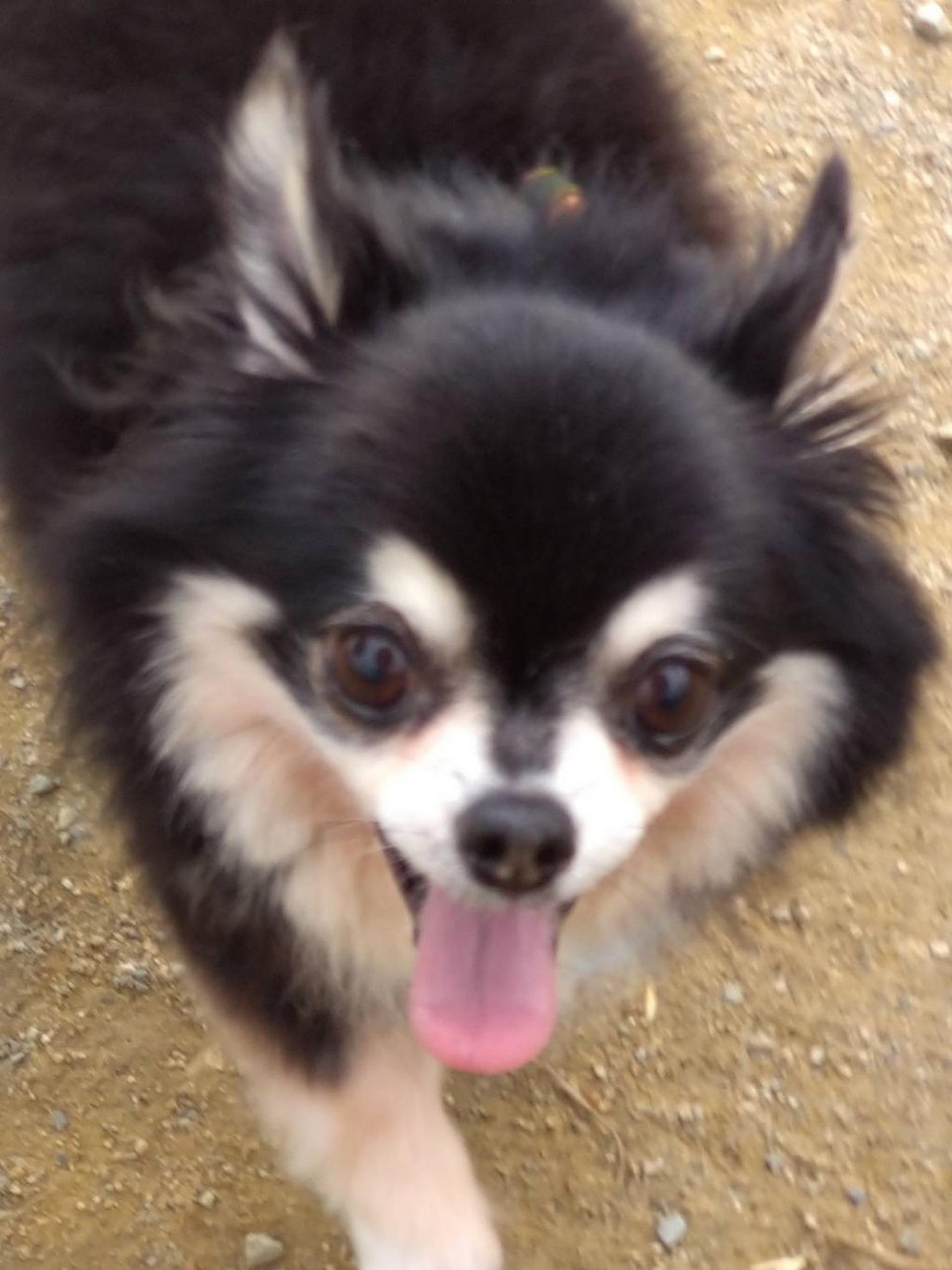 pet-image-2