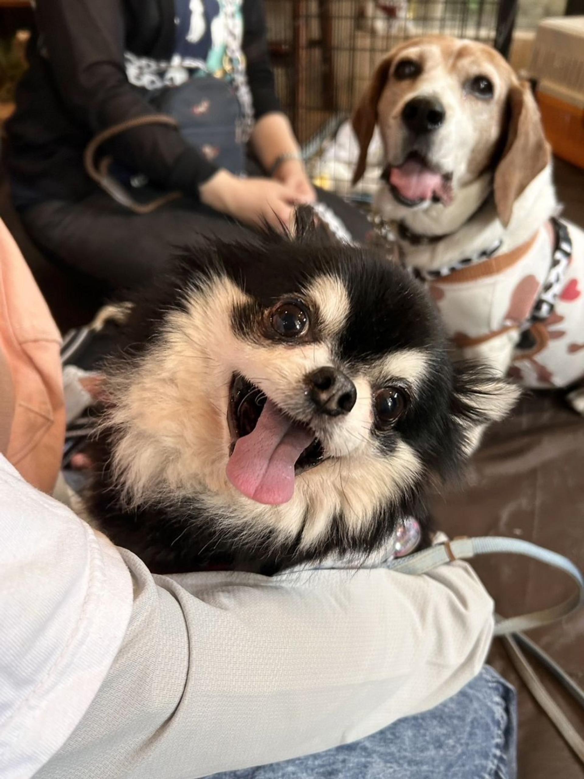 pet-image-6