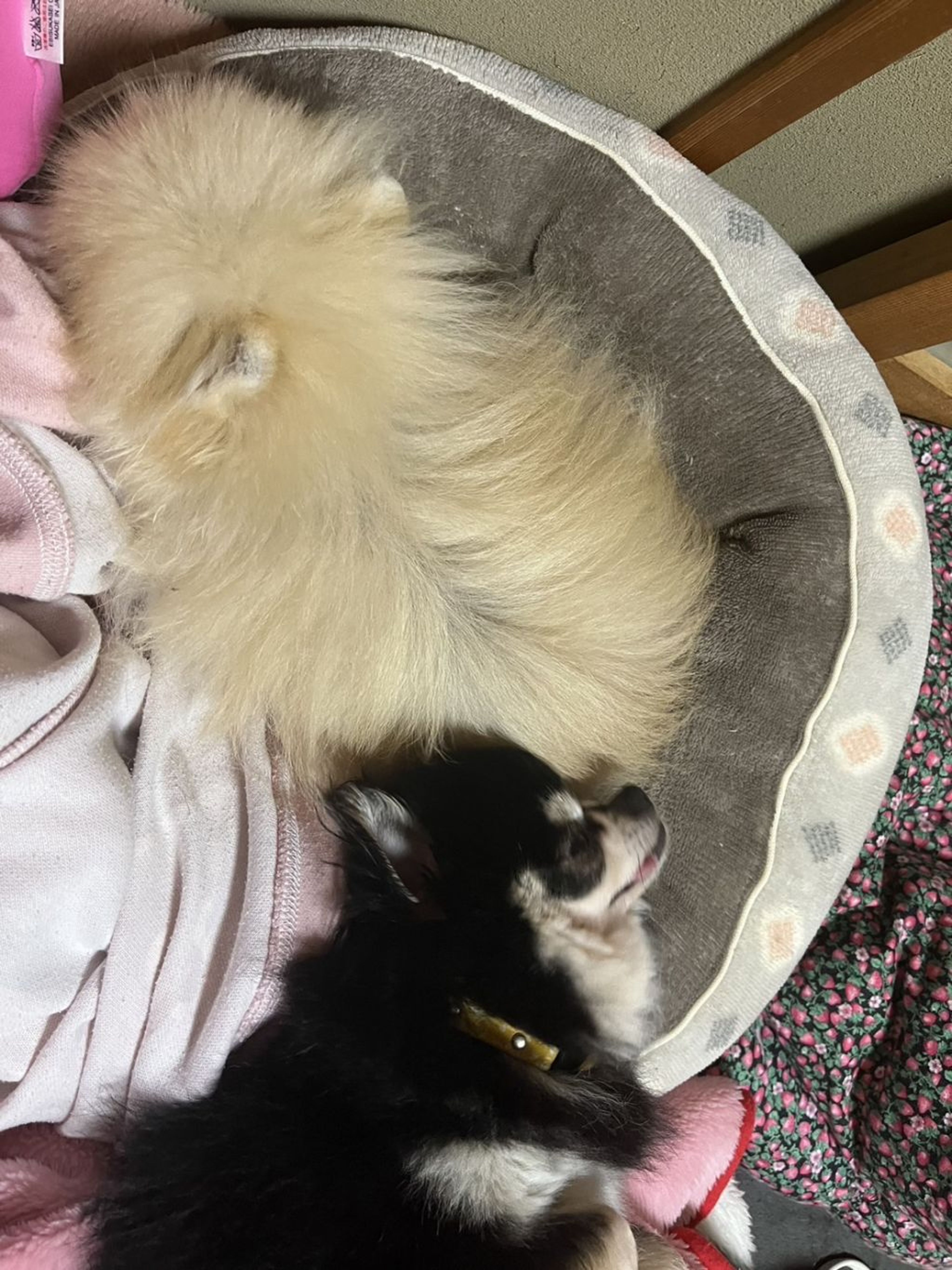 pet-image-8