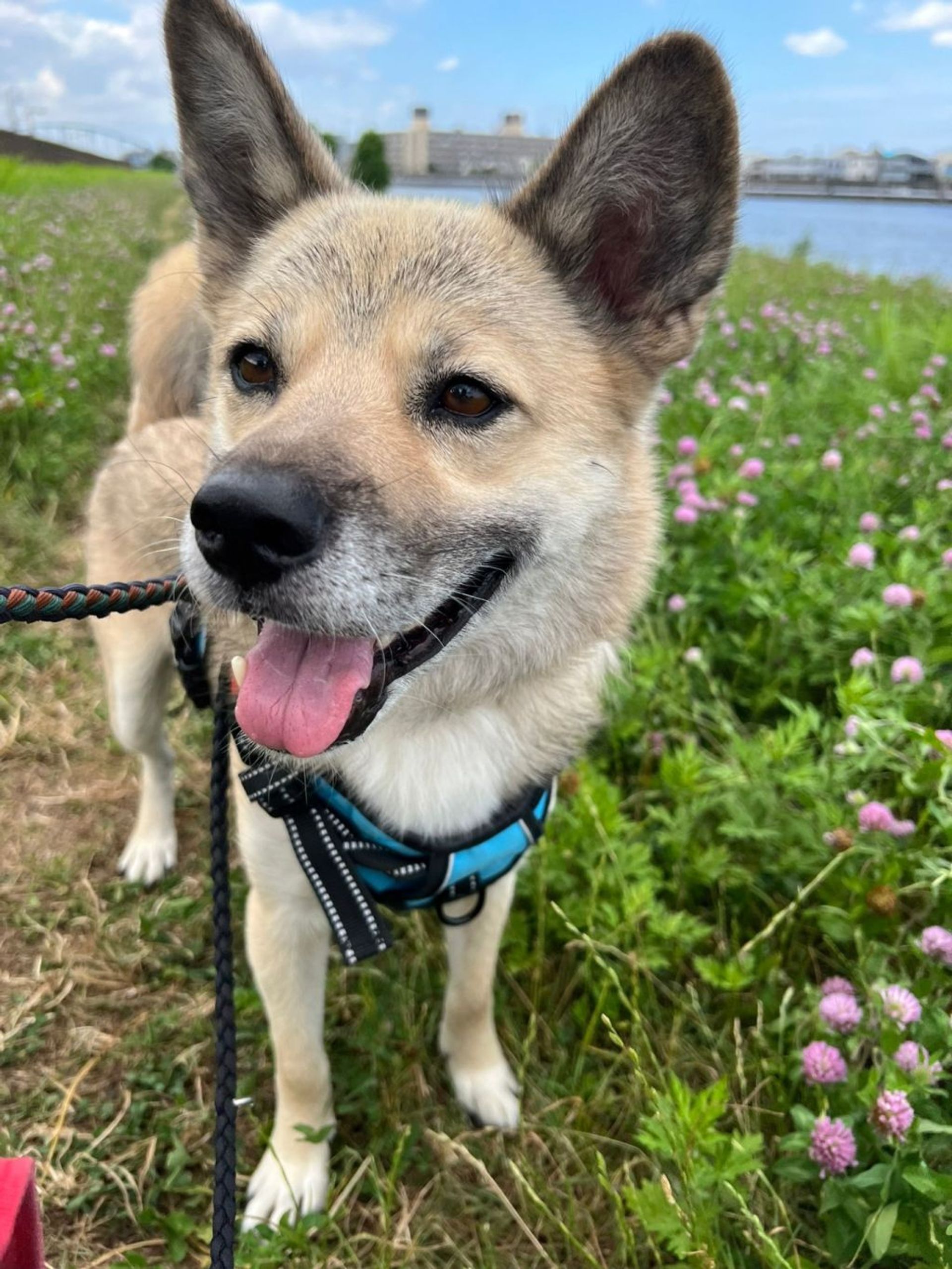 雑種（ミックス犬）・オスの里親募集の写真