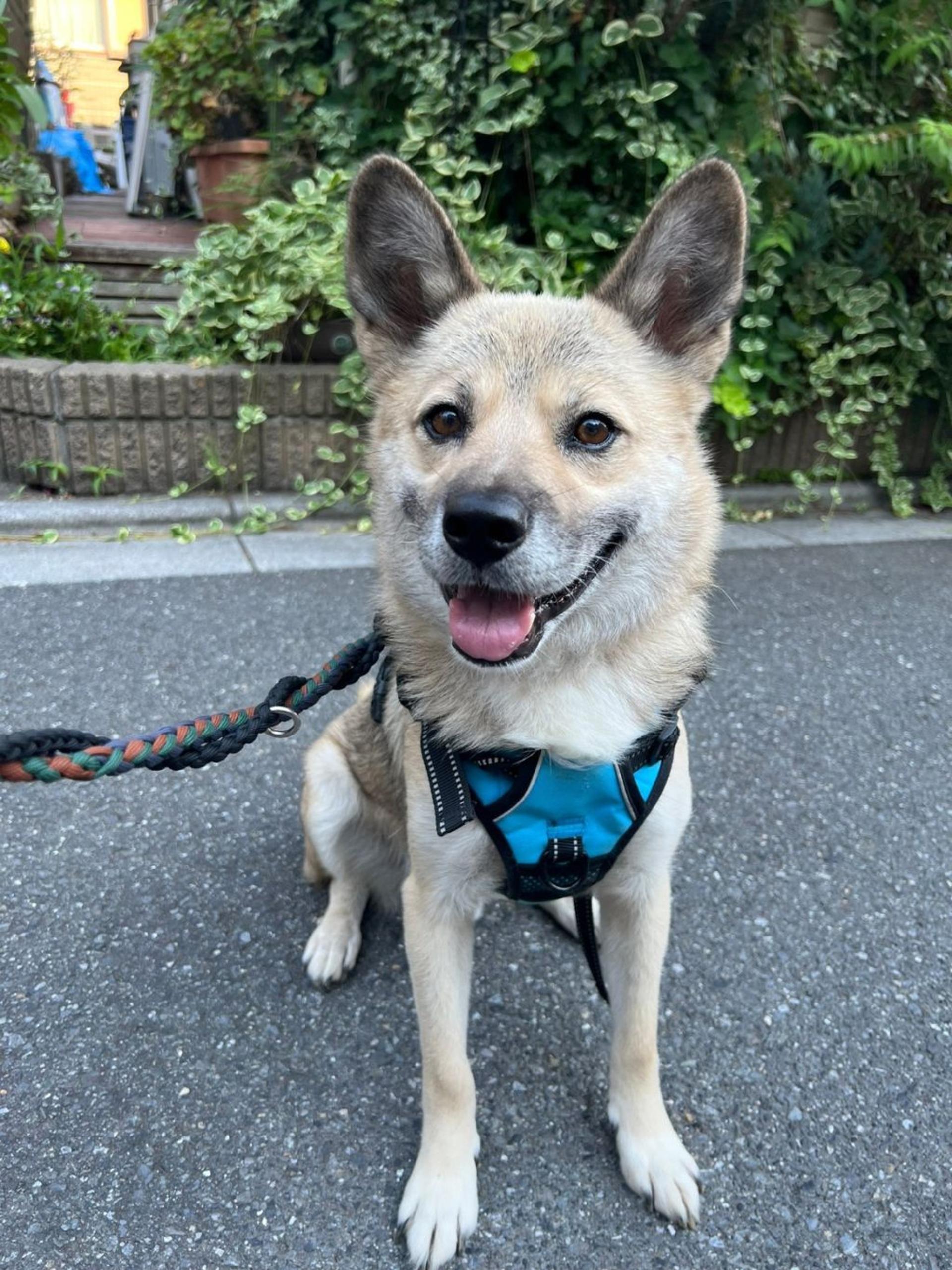pet-image-2