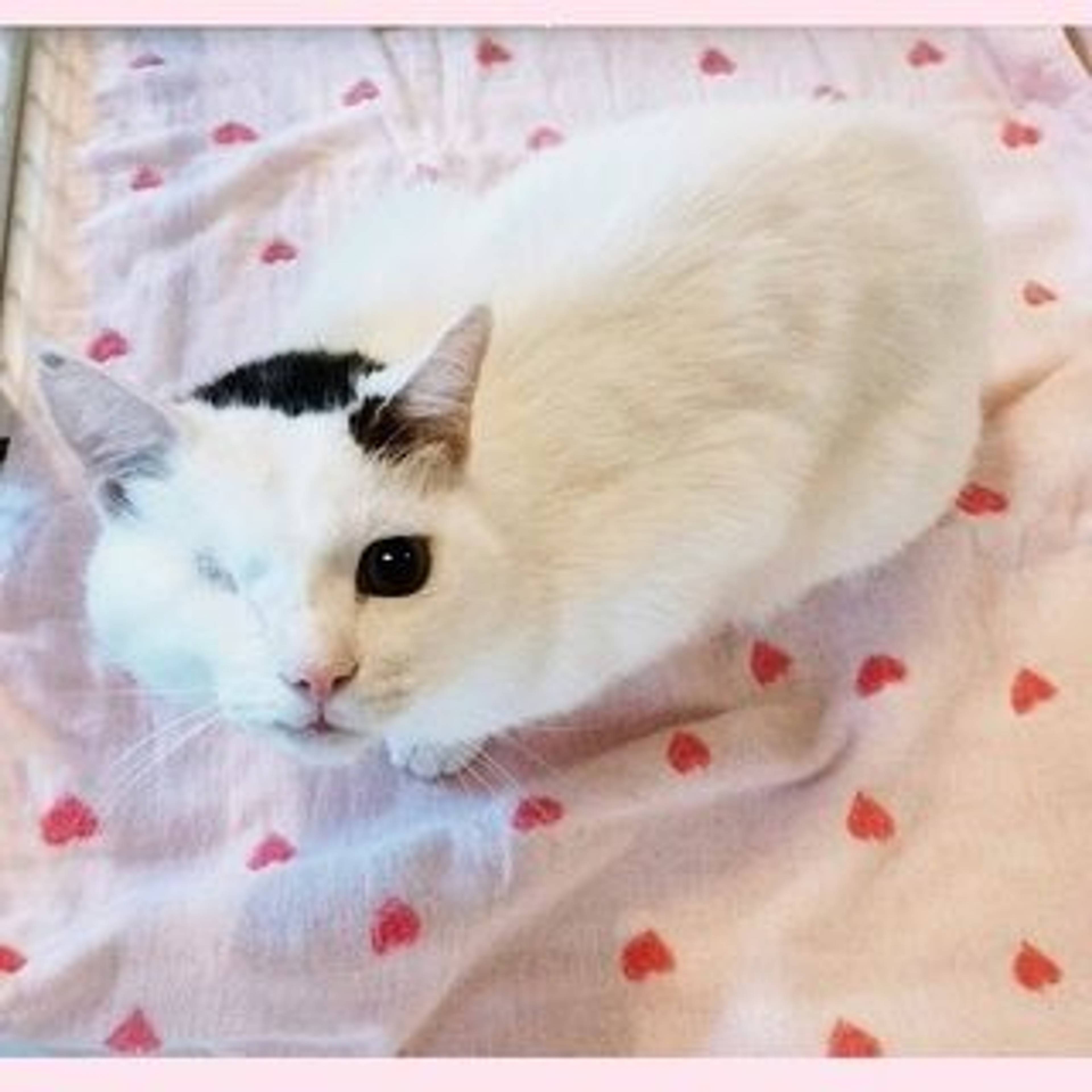 雑種（ミックス猫）・オスの里親募集の写真