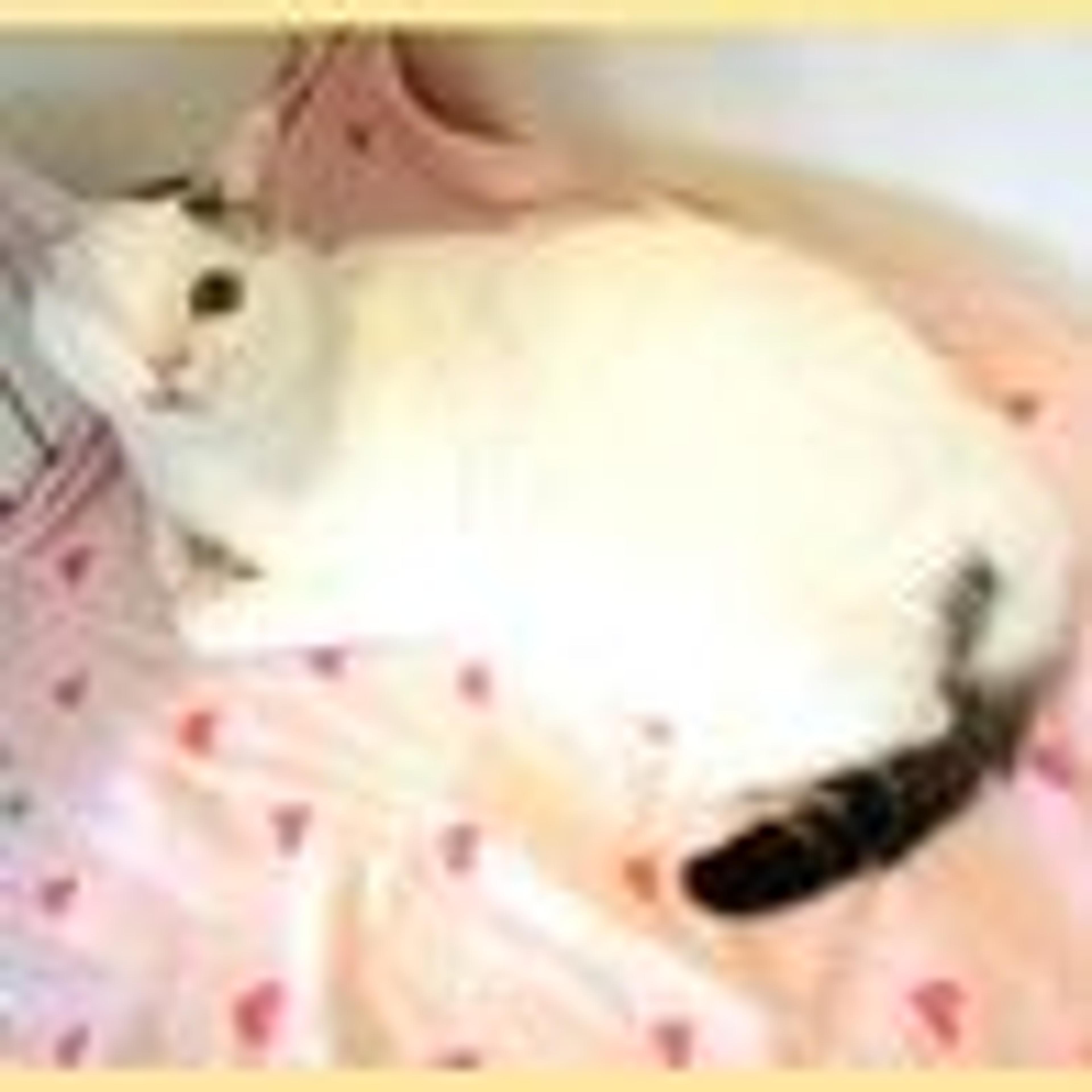 pet-image-2