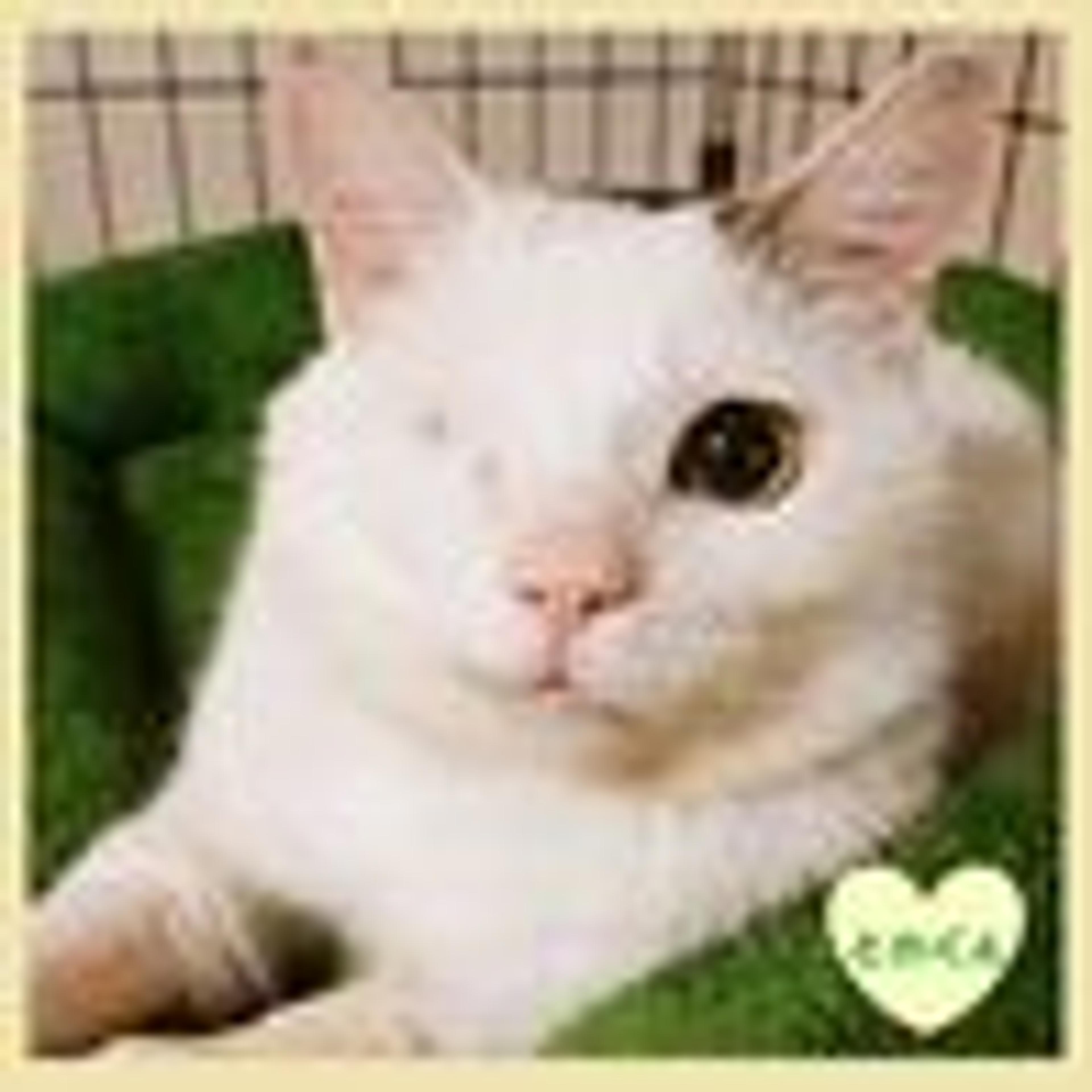 pet-image-3