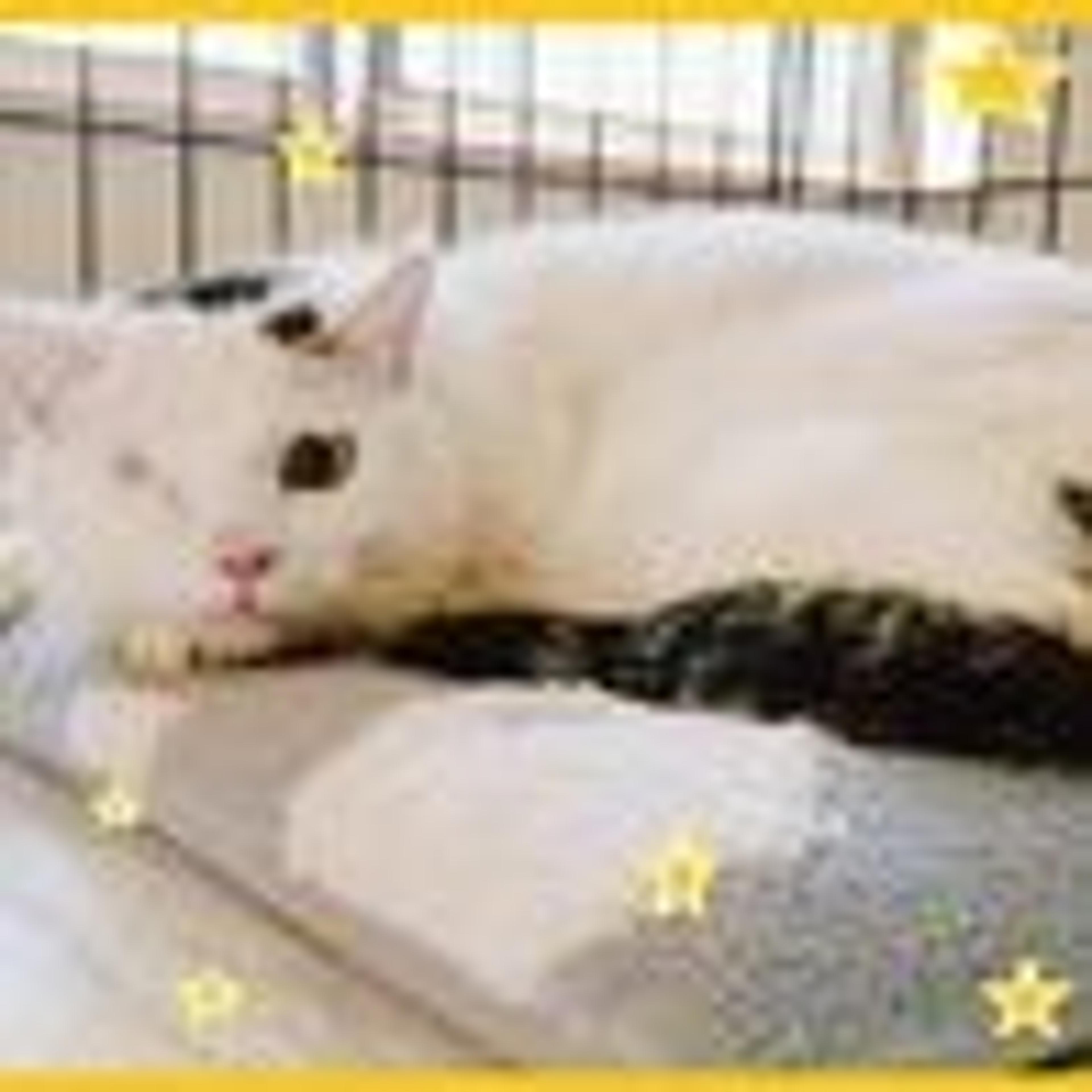 pet-image-4