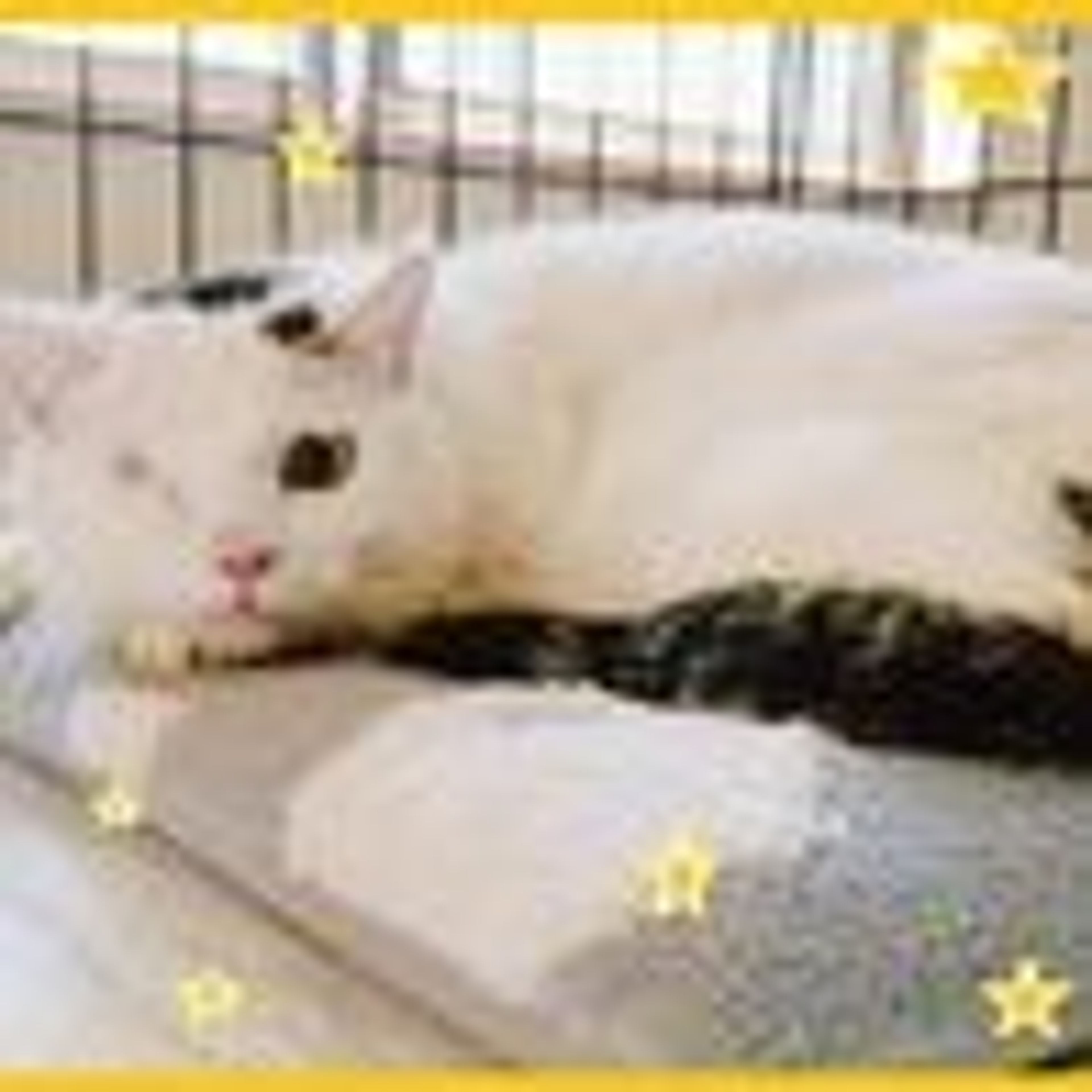 pet-image-4