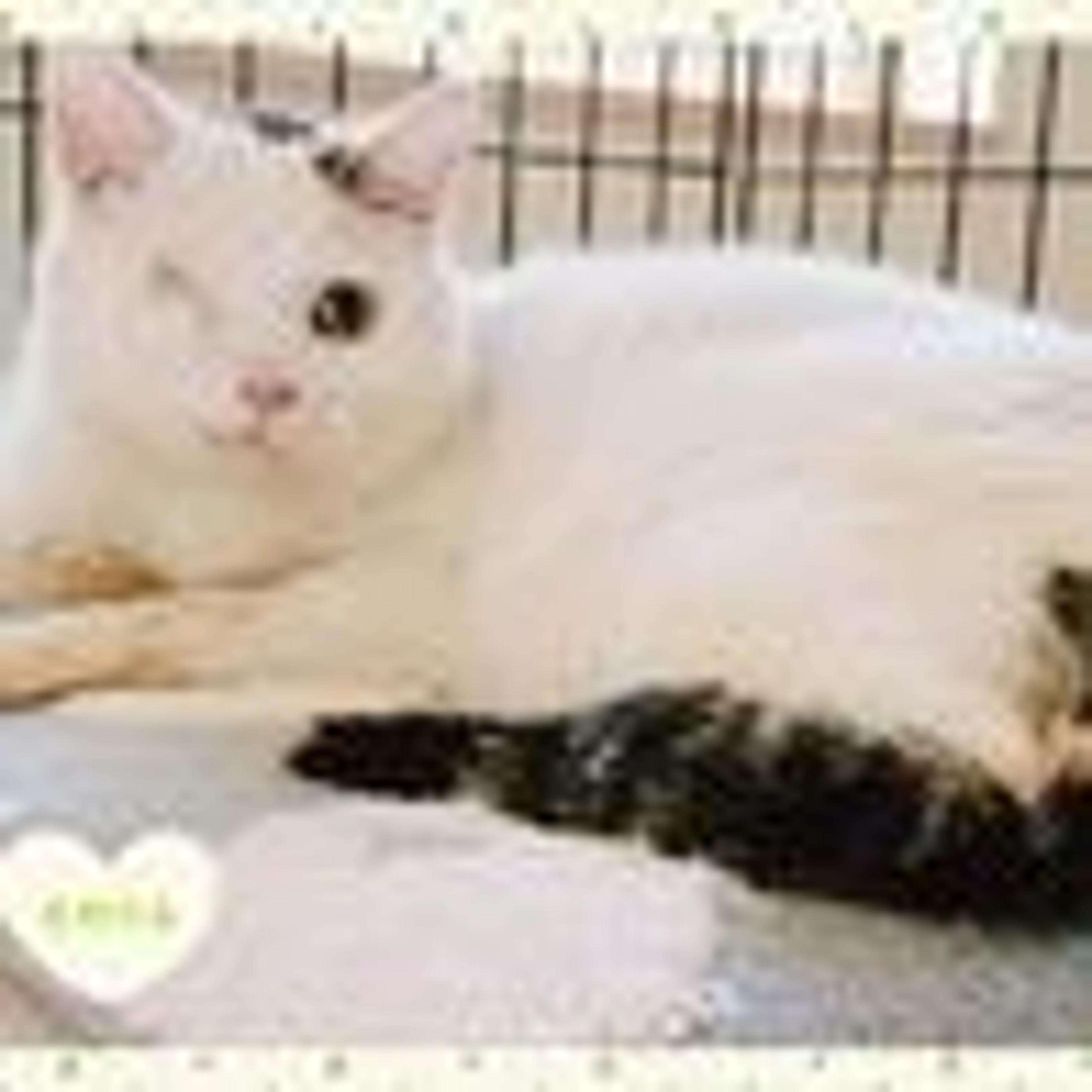 pet-image-5