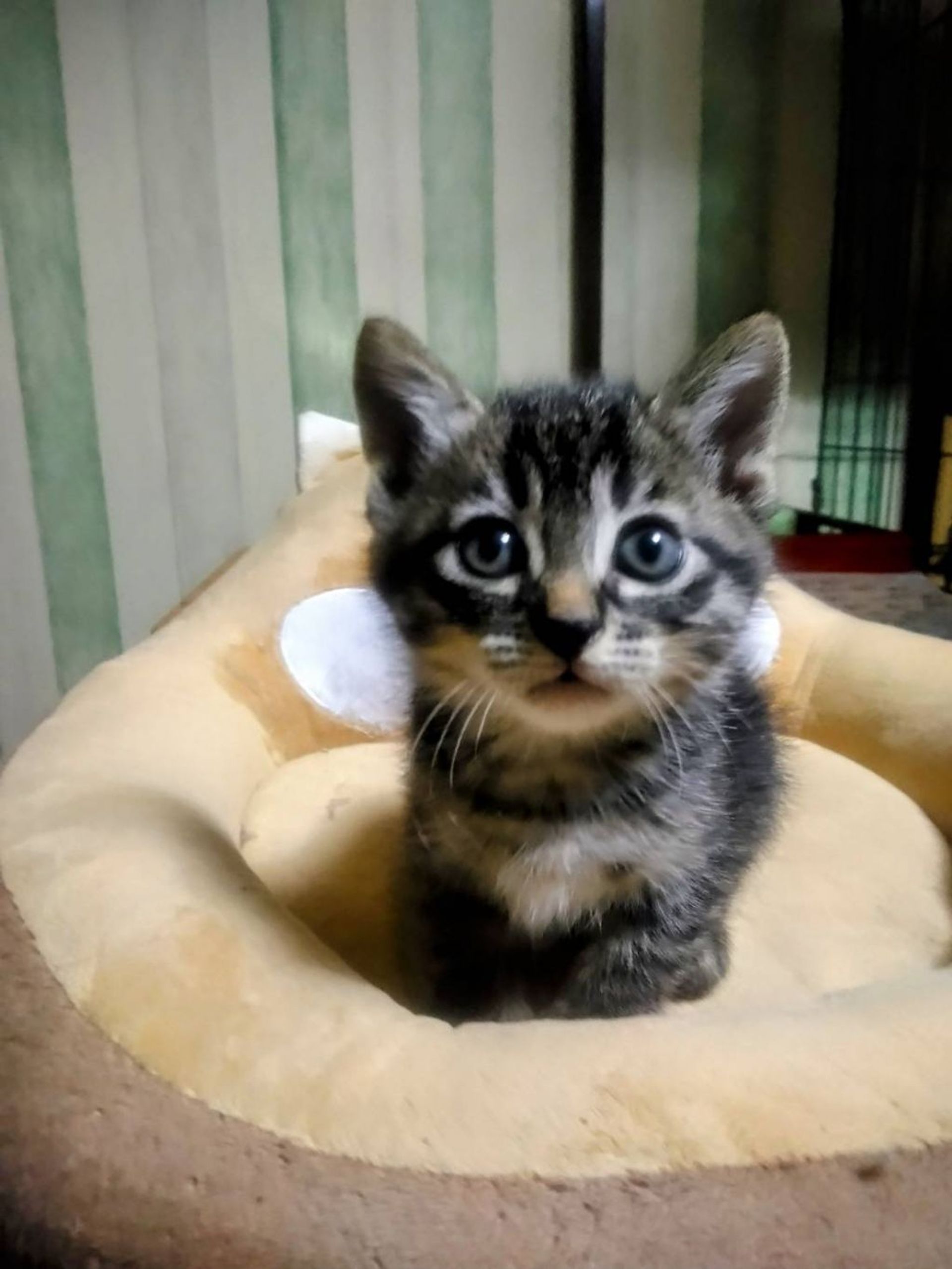 日本猫・メスの里親募集の写真