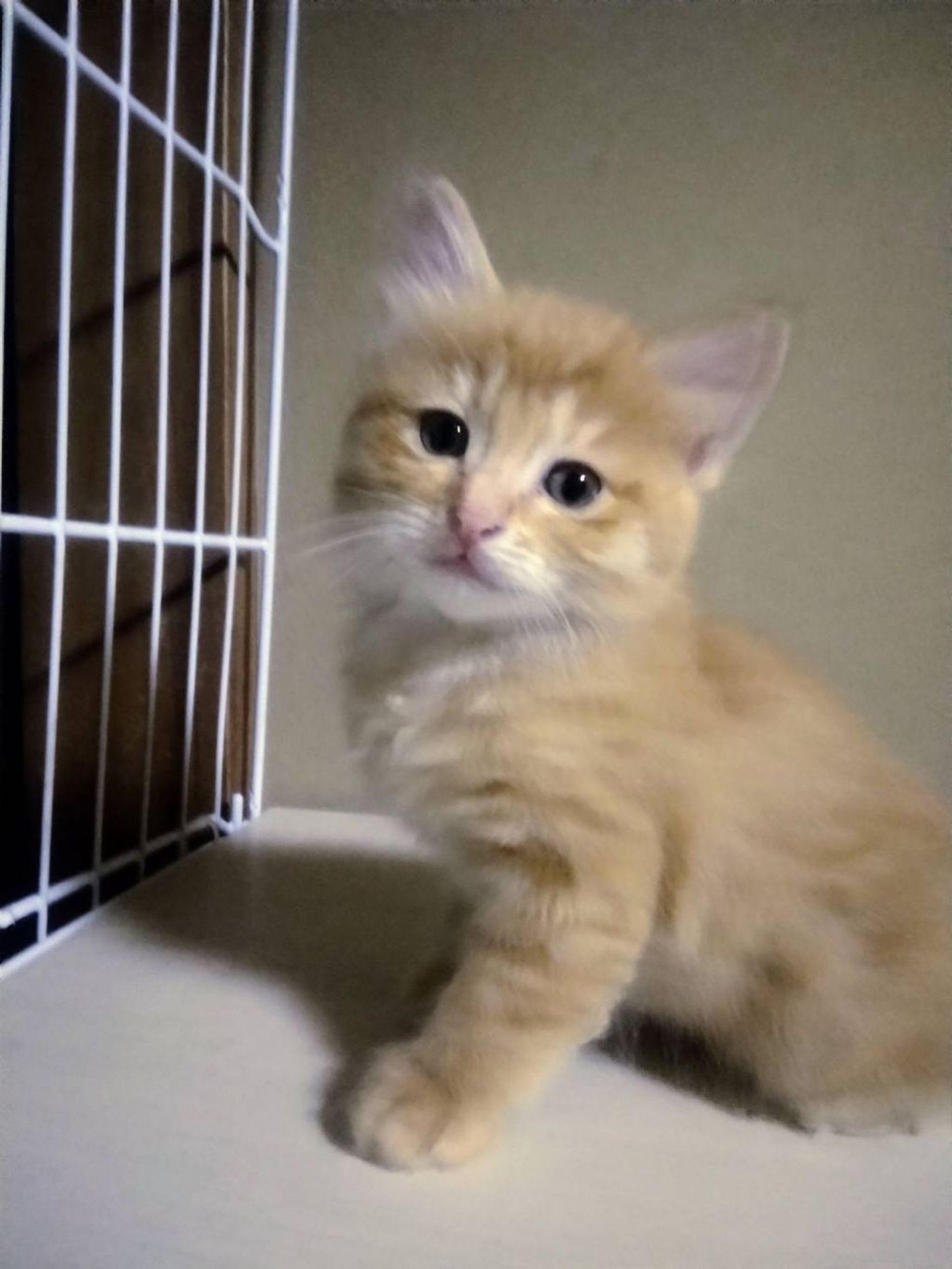 日本猫・メスの里親募集の写真