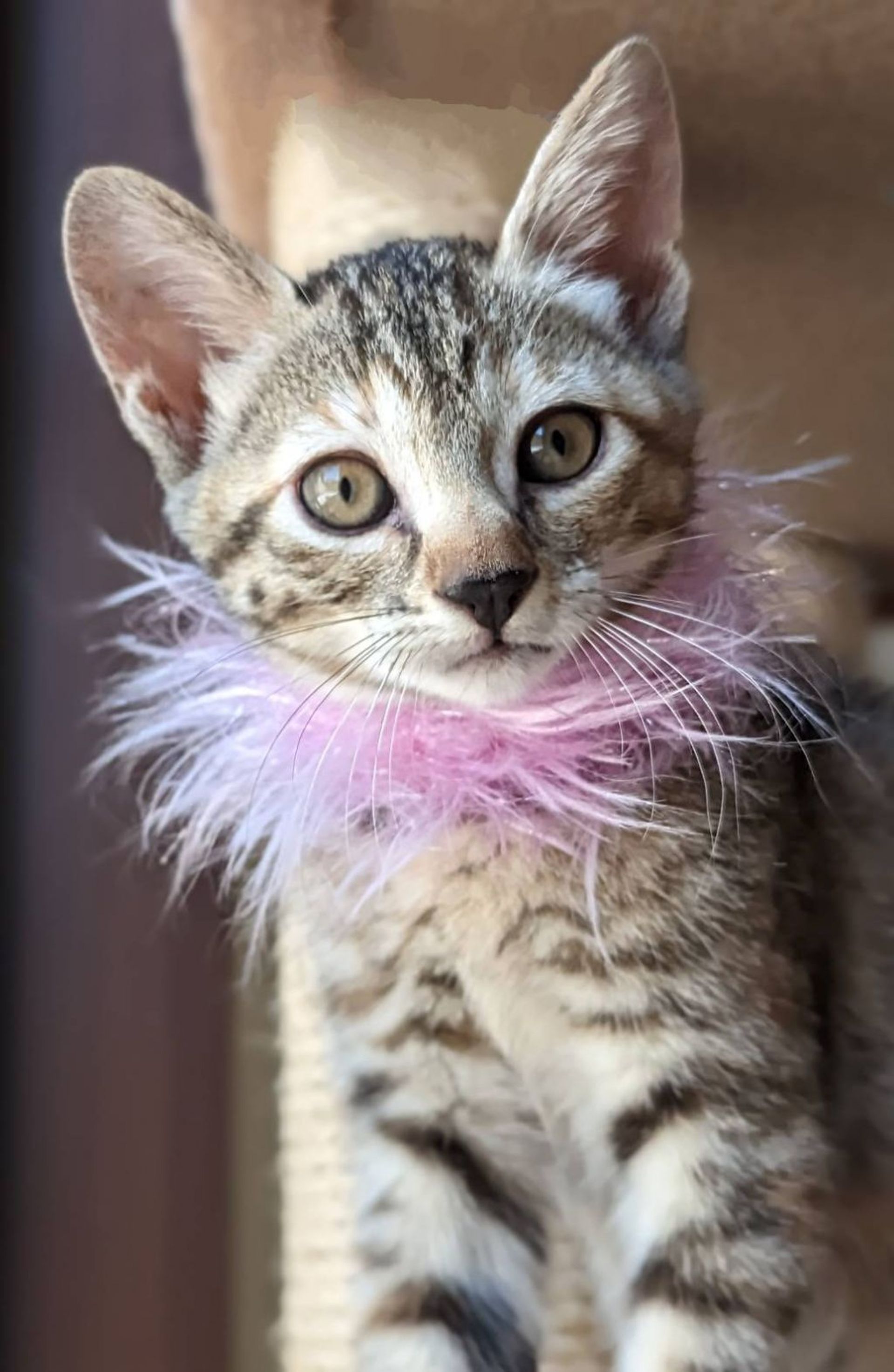 日本猫・メスの里親募集の写真