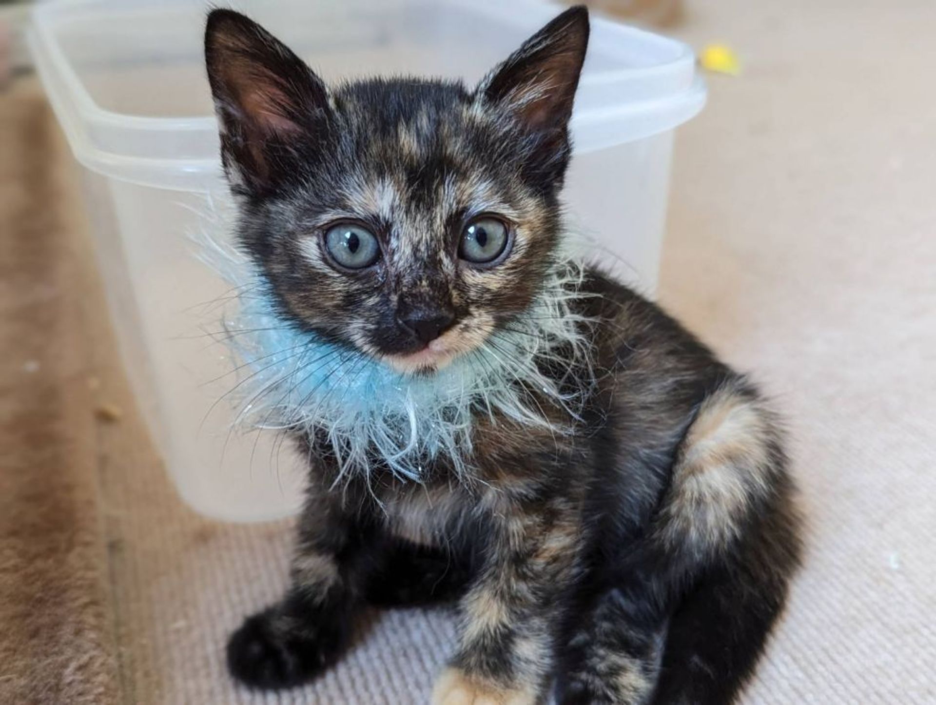 日本猫・メスの里親募集の写真