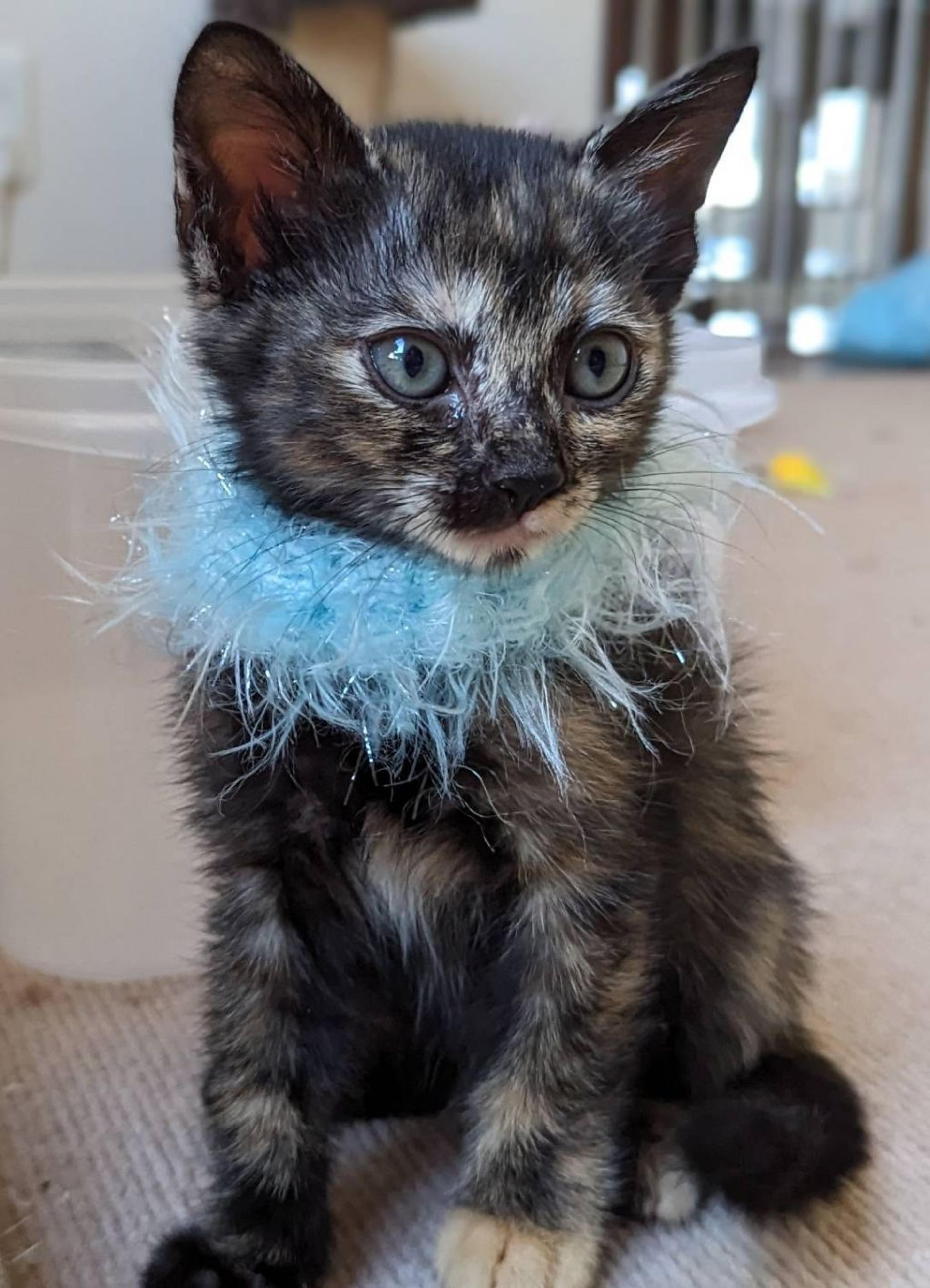 pet-image-3