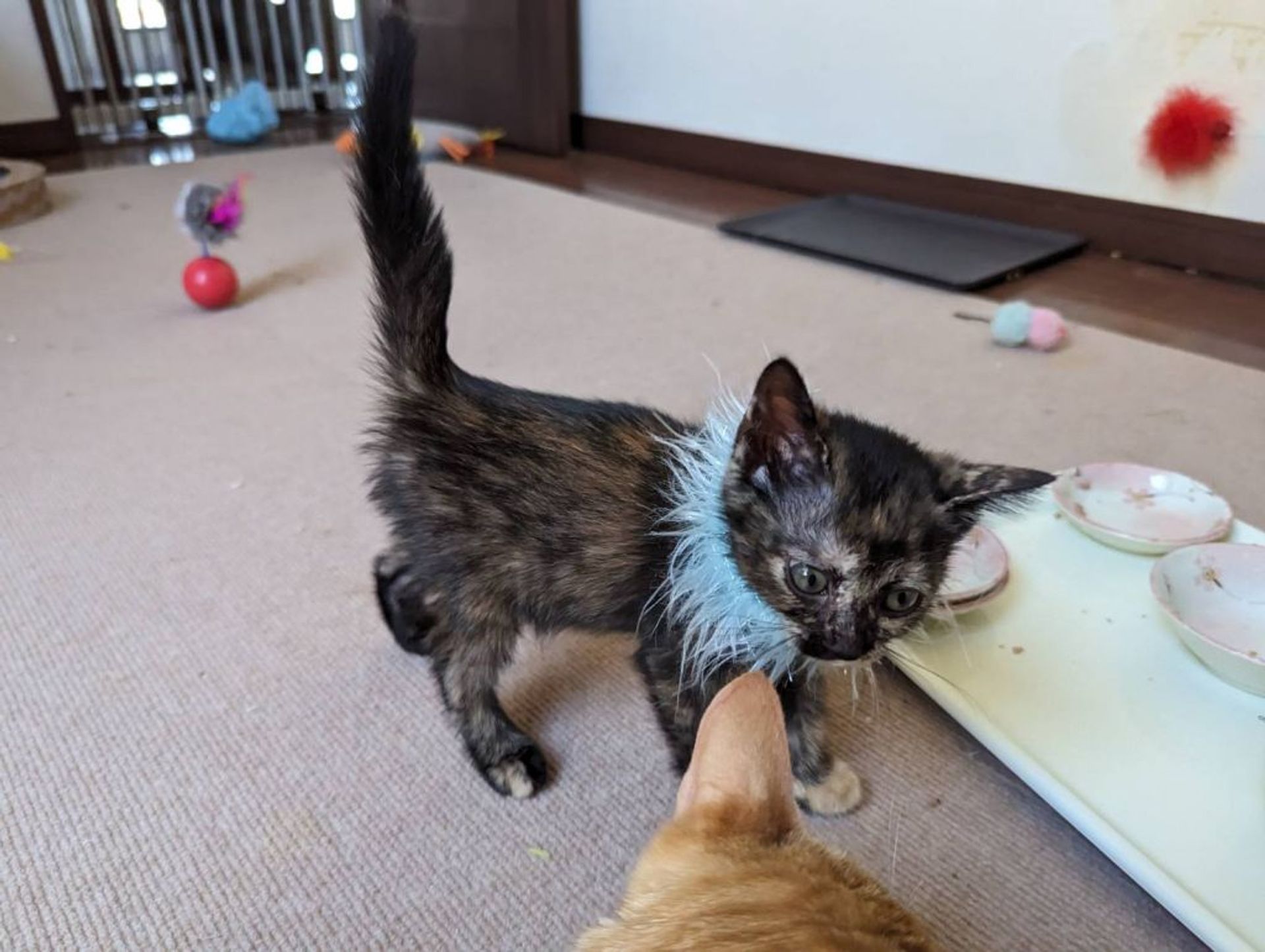 日本猫・メスの里親募集の写真