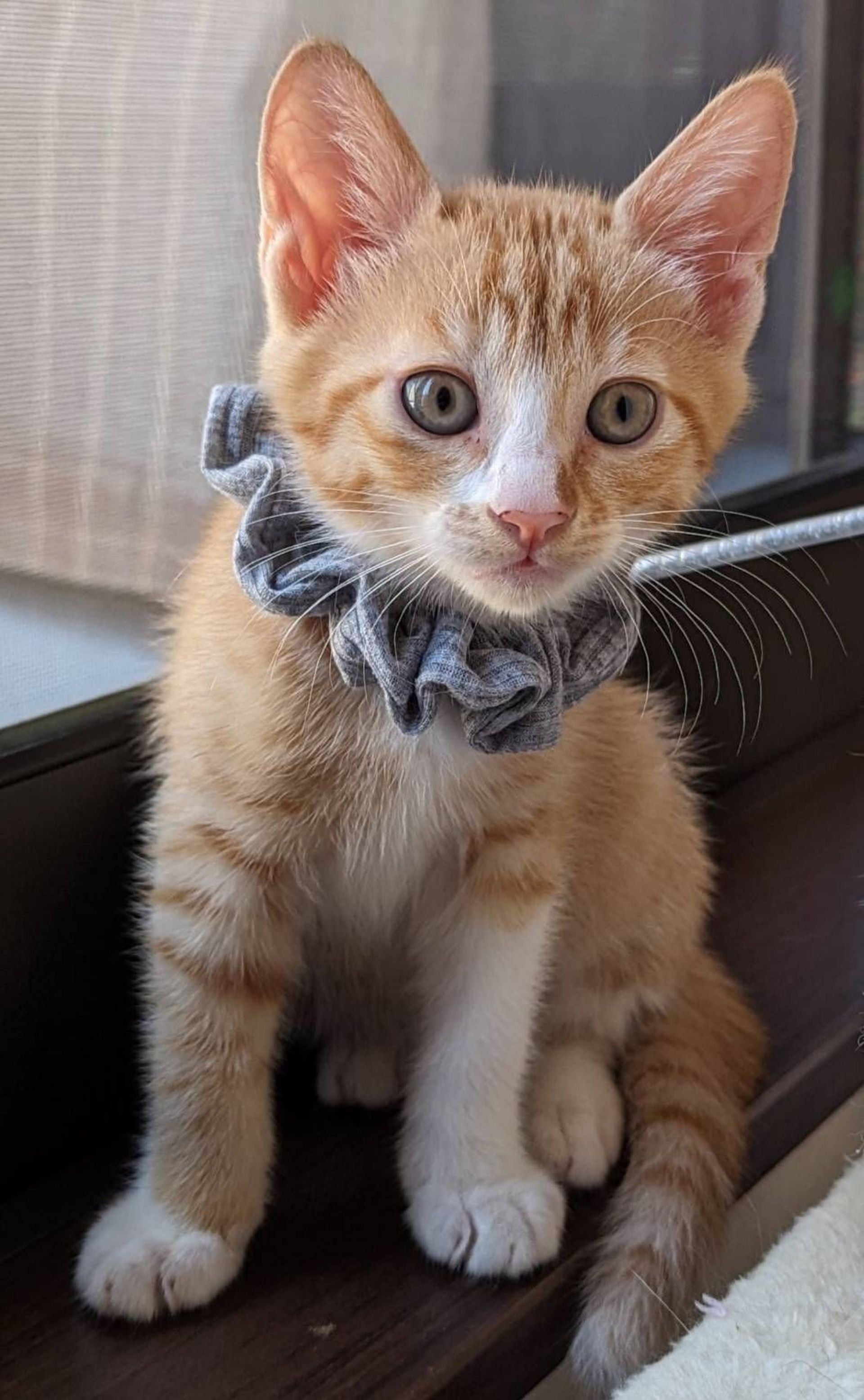 日本猫・オスの里親募集の写真