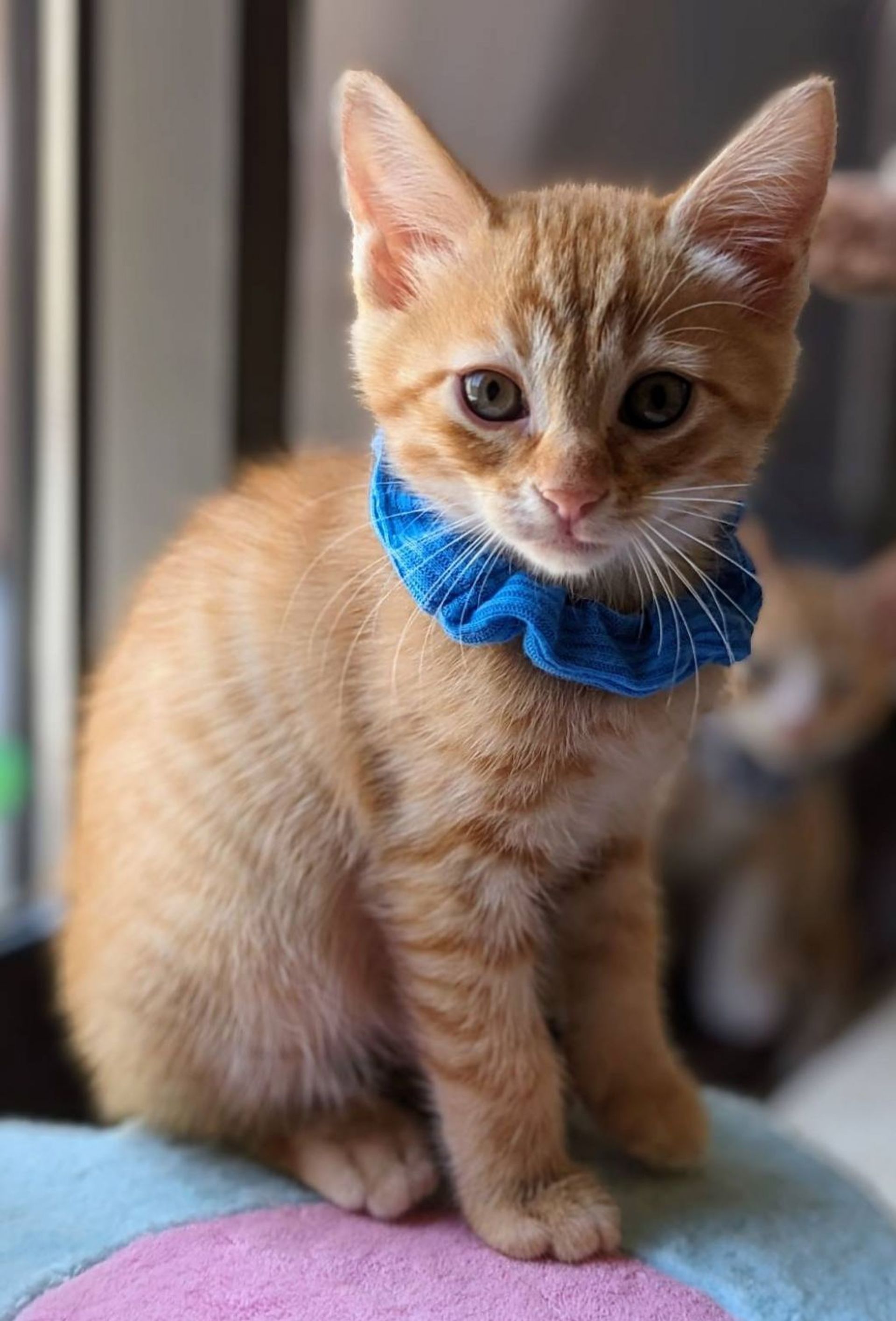 日本猫・オスの里親募集の写真
