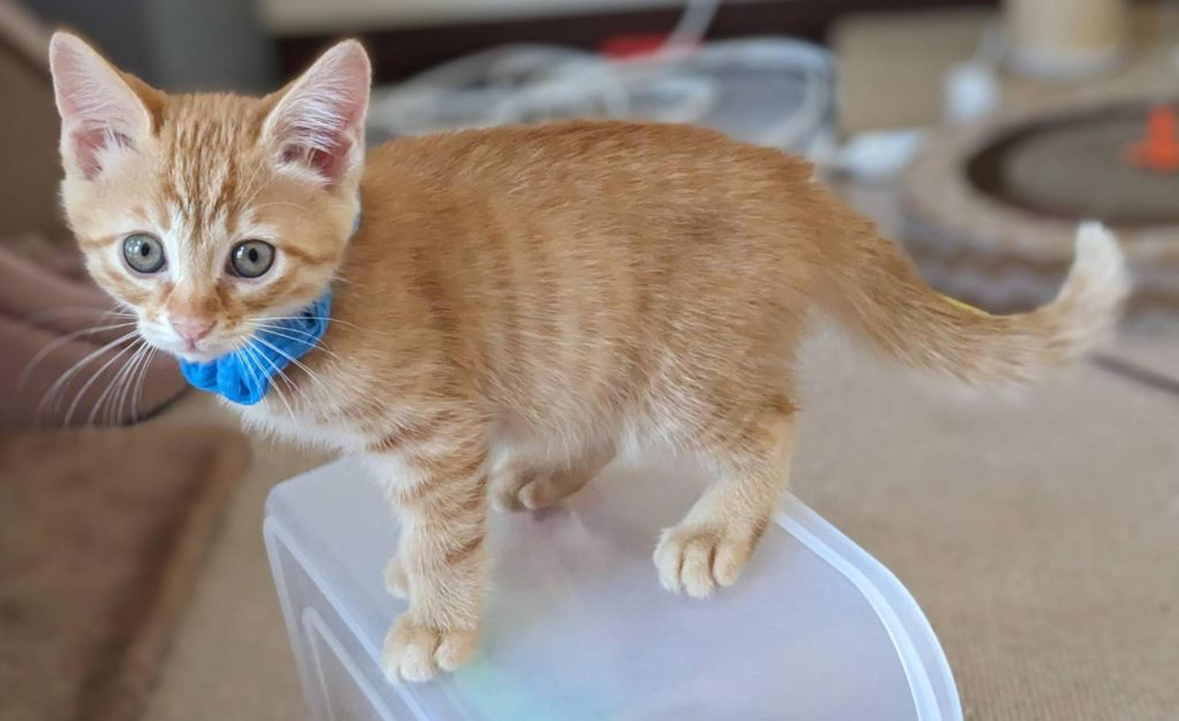 pet-image-2