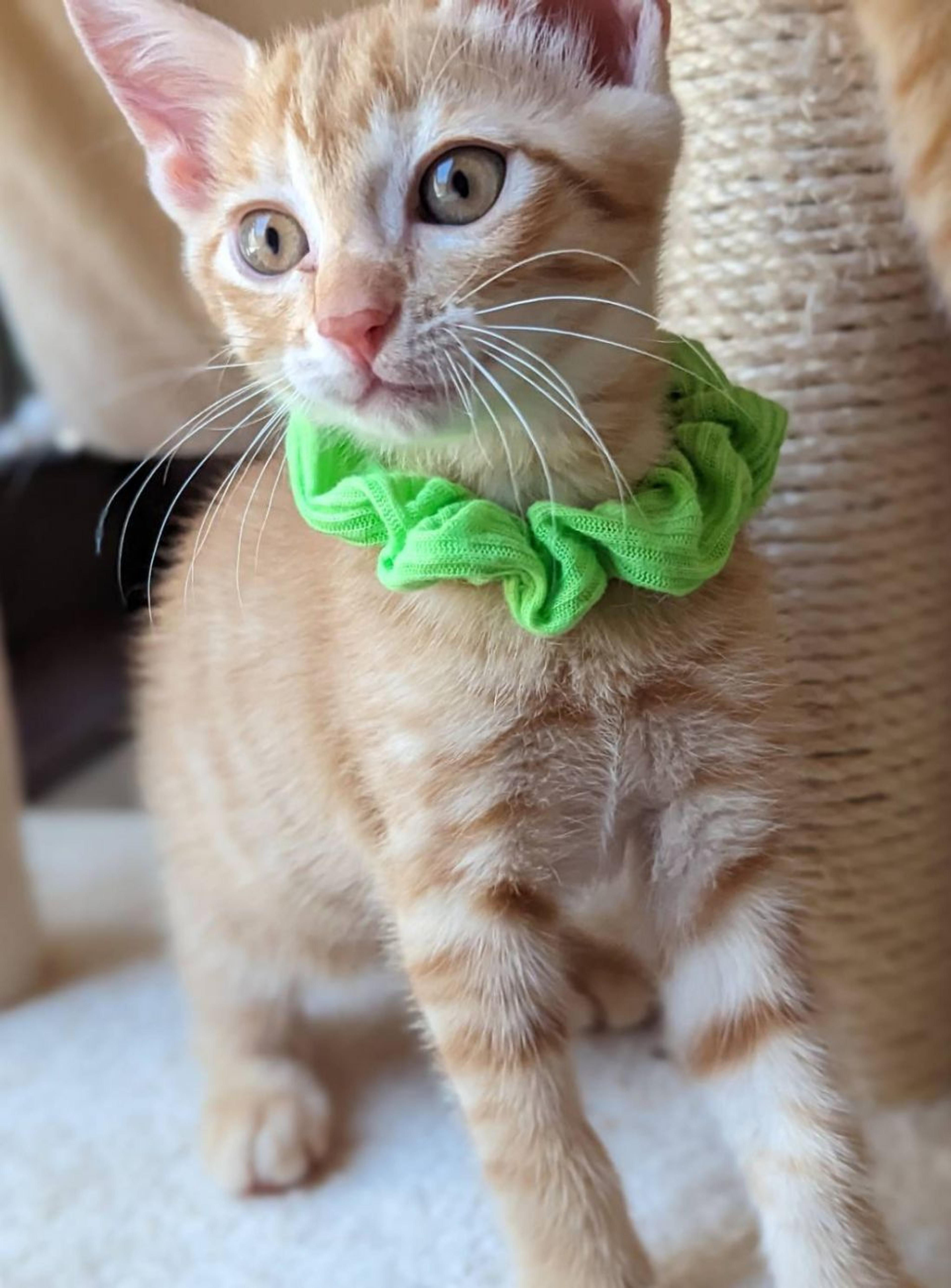 pet-image-2