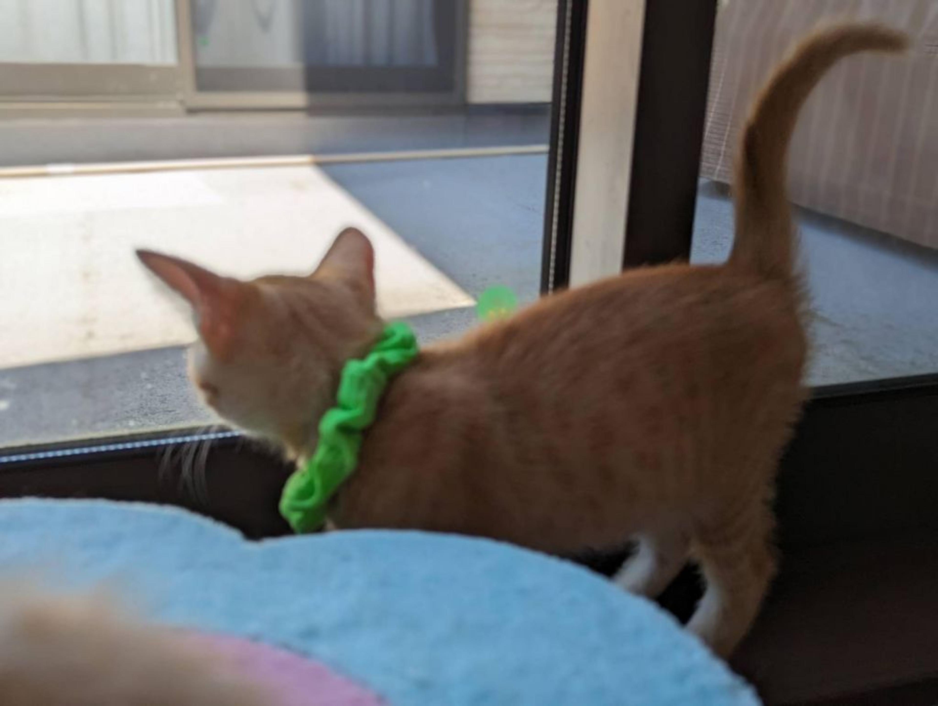 pet-image-3