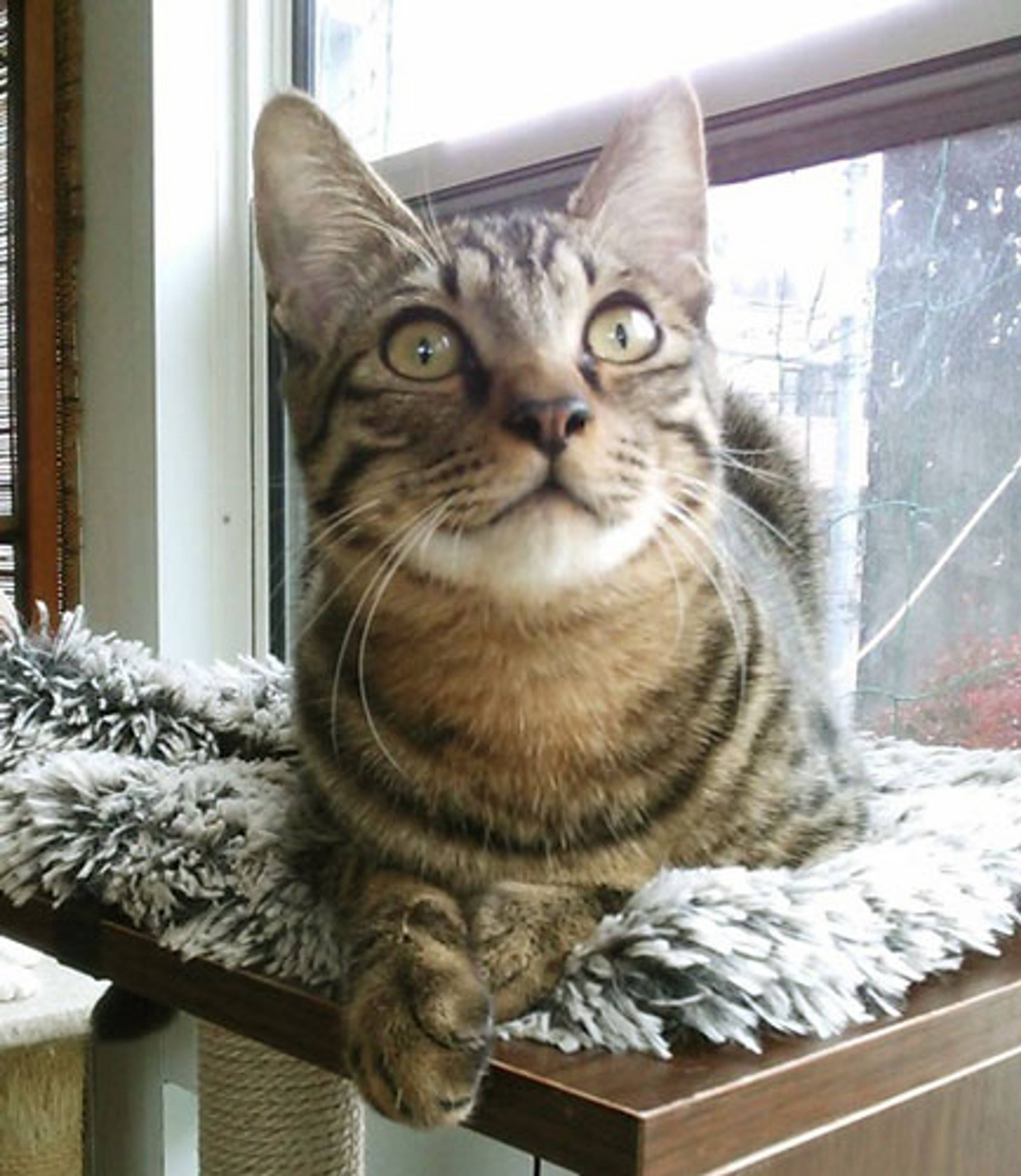 雑種（ミックス猫）・オスの里親募集の写真