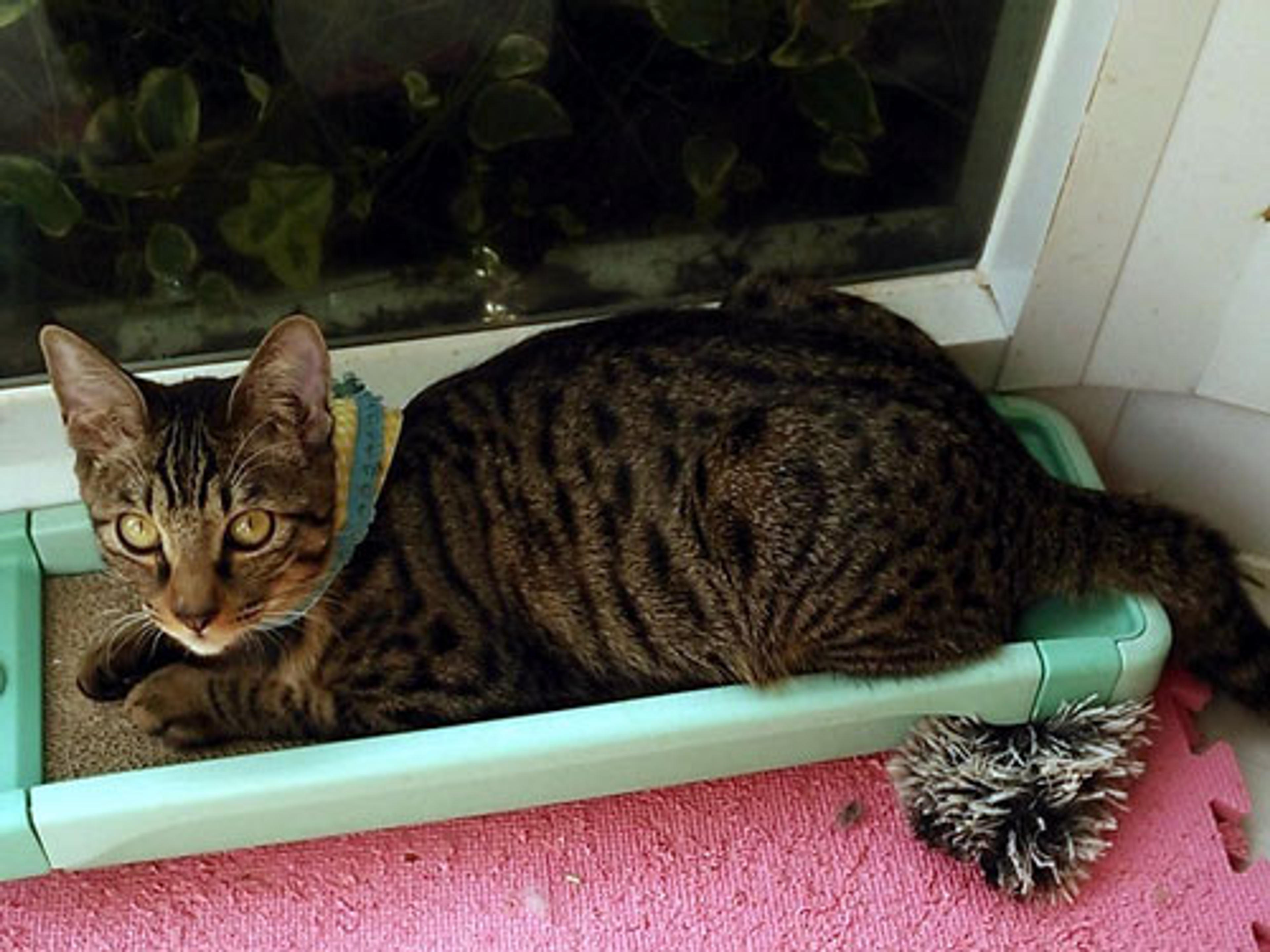 pet-image-3