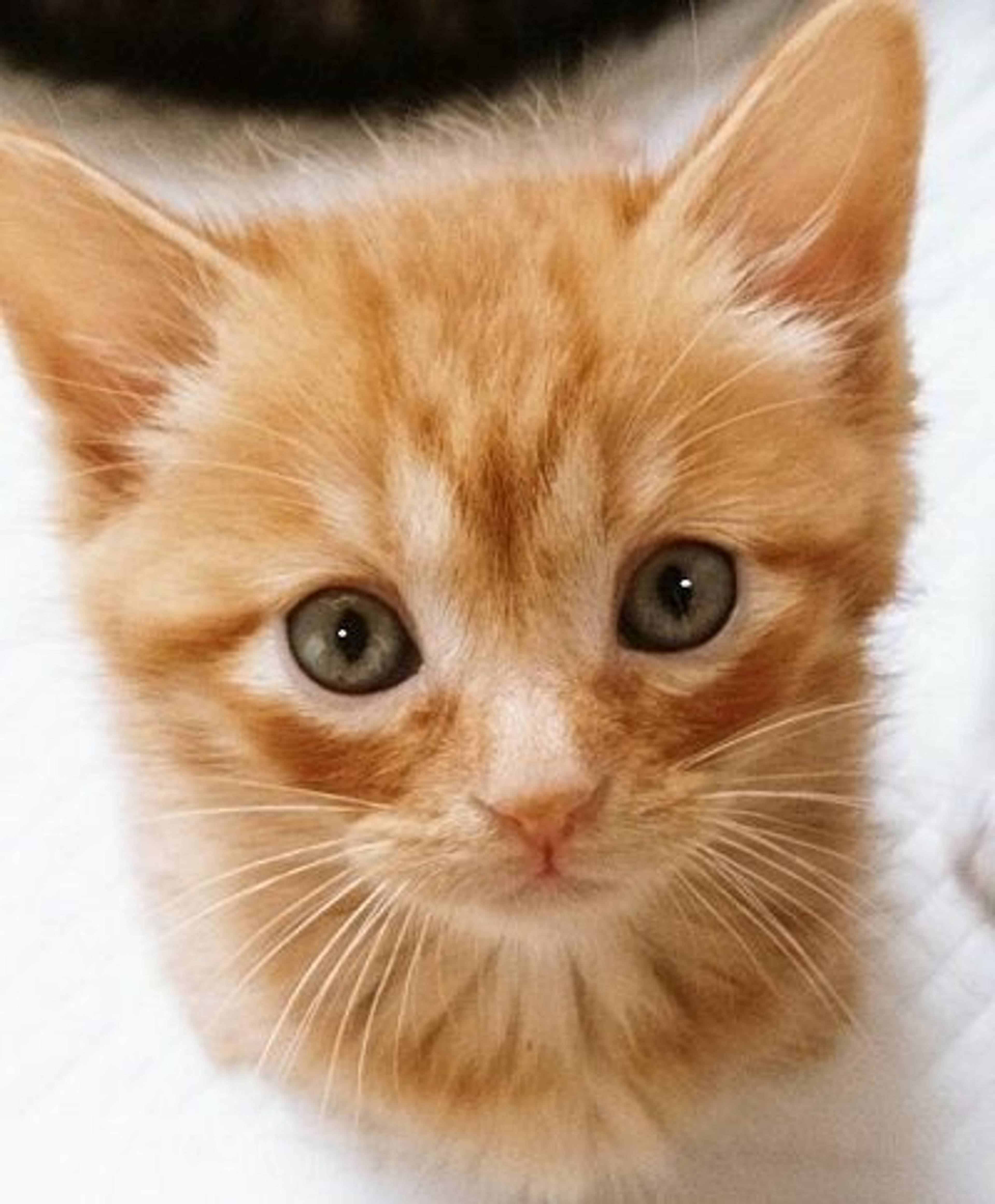 日本猫・オスの里親募集の写真