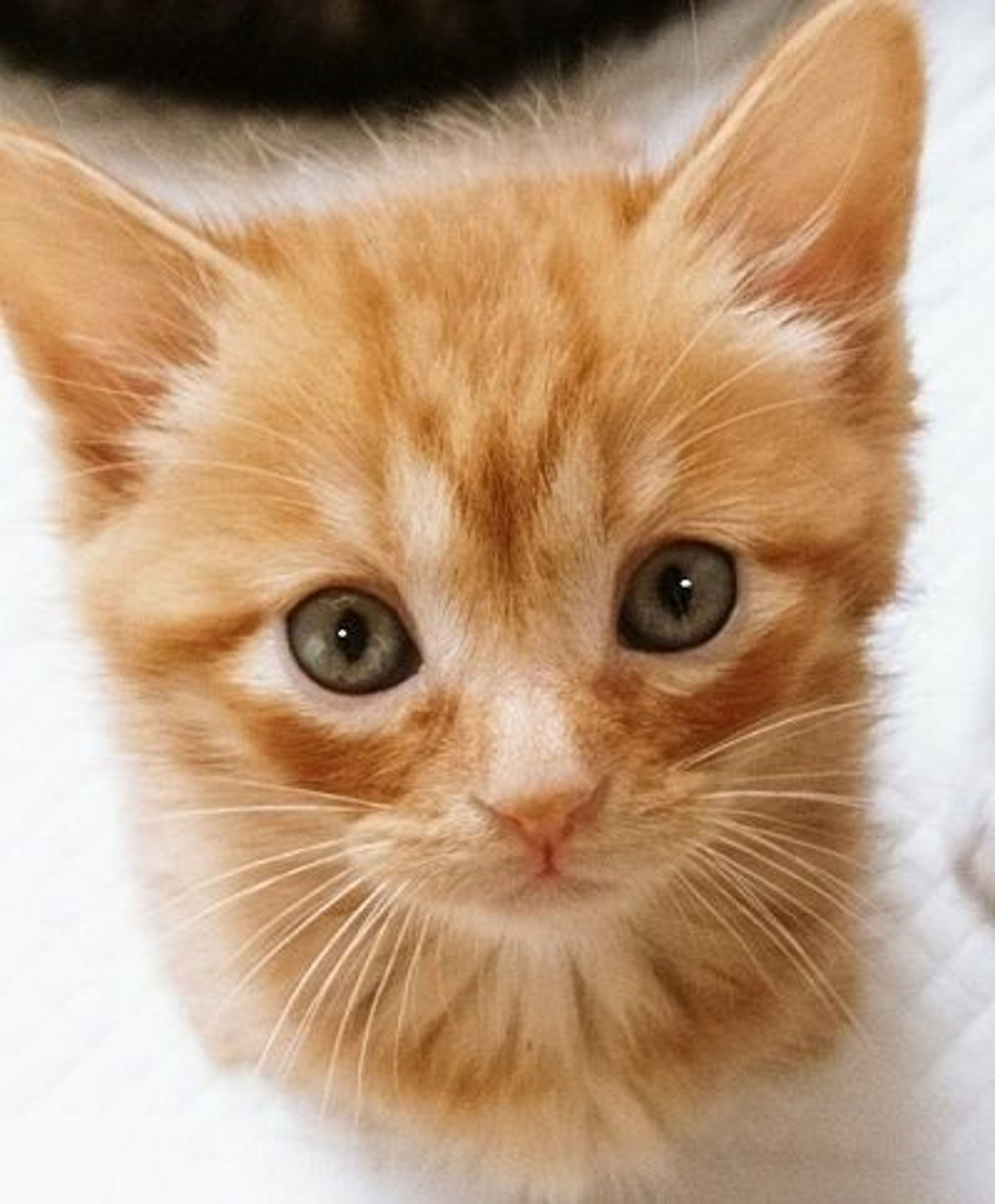 日本猫・オスの里親募集の写真