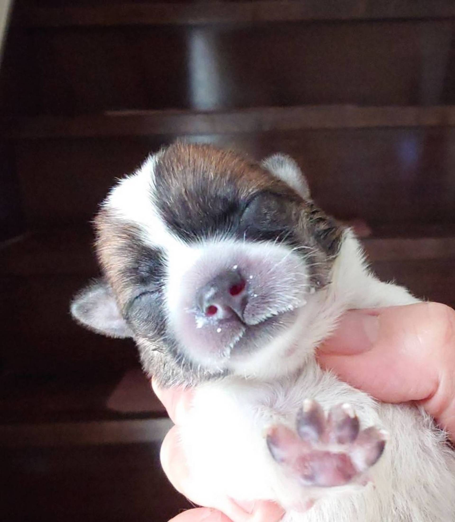 雑種（ミックス犬）・メスの里親募集の写真