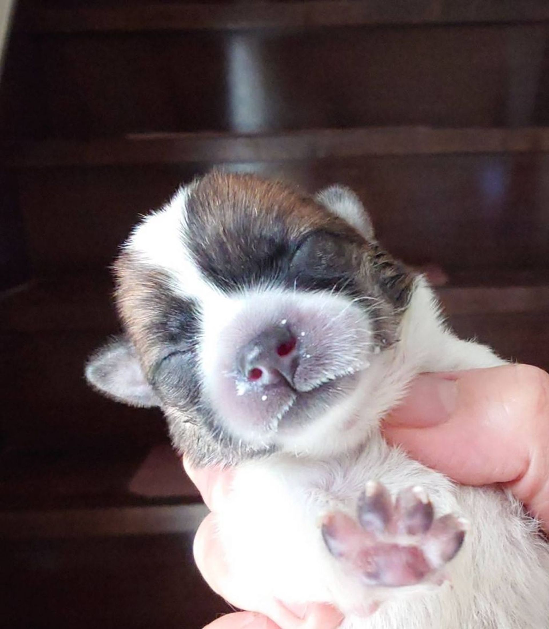 雑種（ミックス犬）・メスの里親募集の写真