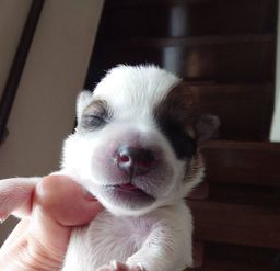thumb-0
