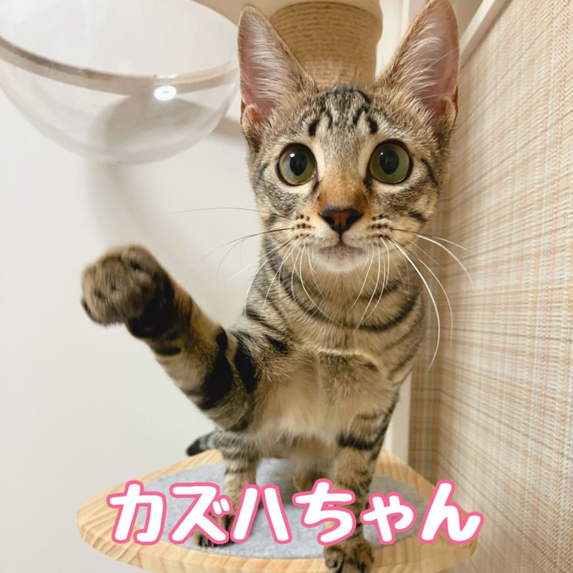雑種（ミックス猫）・メスの里親募集の写真