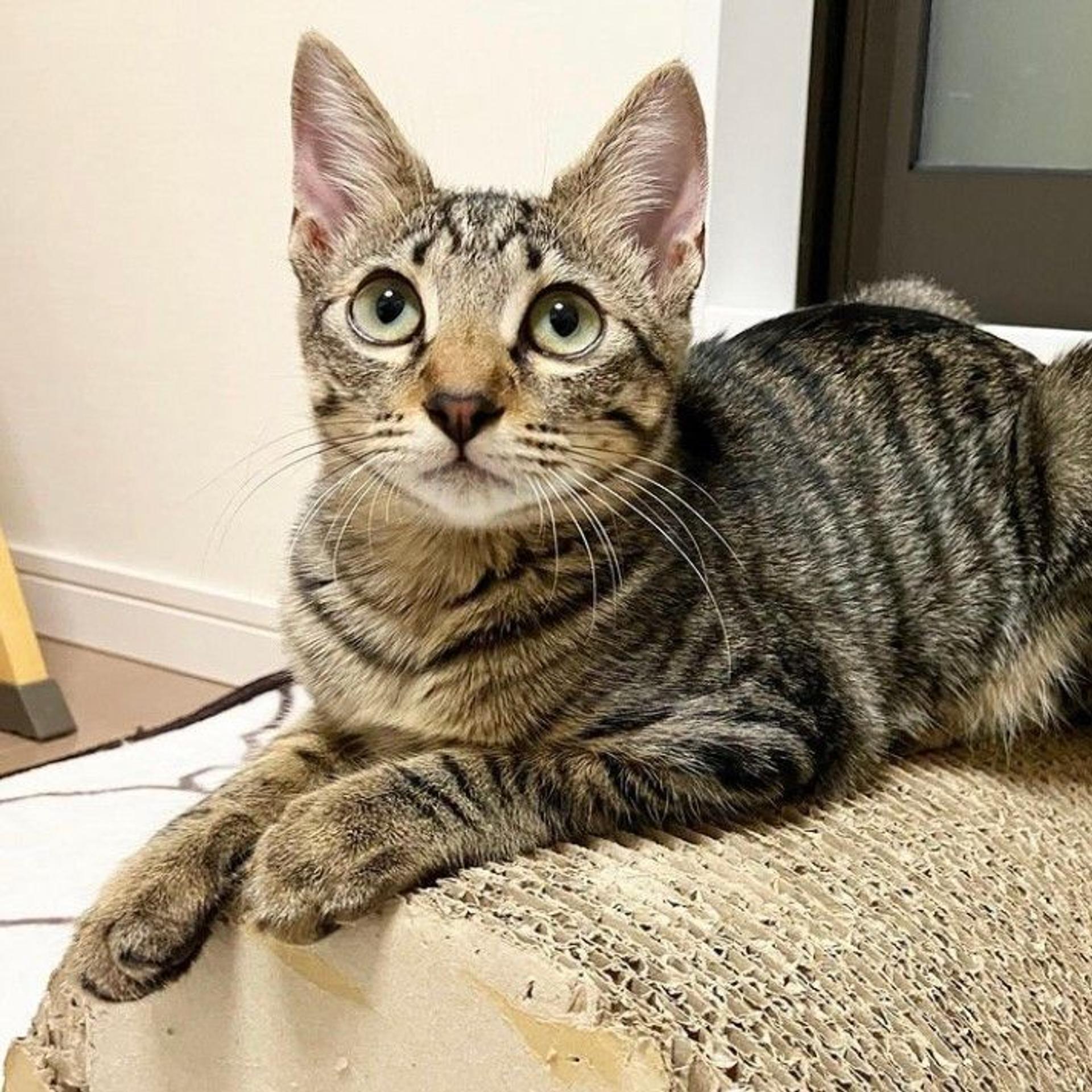 pet-image-5