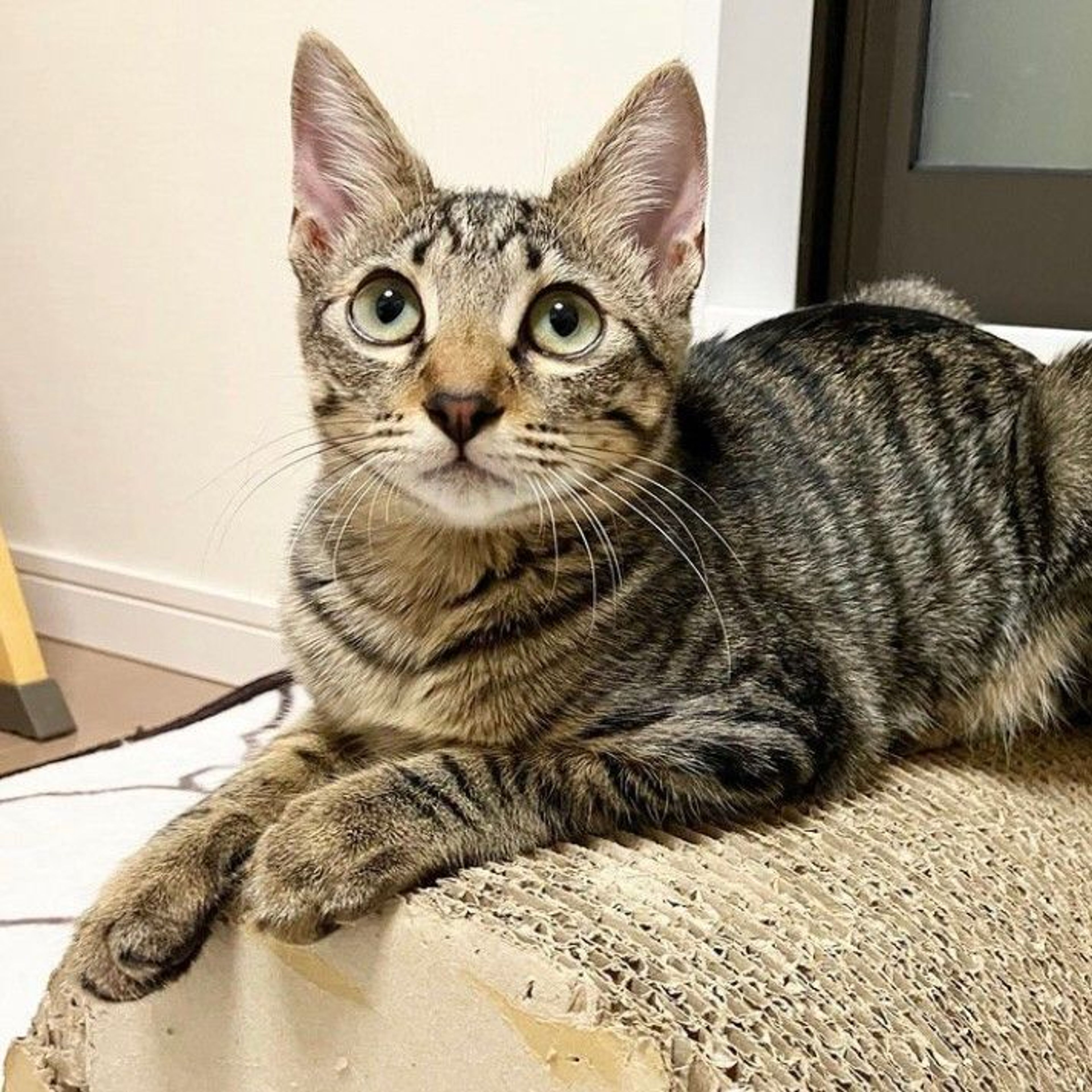 pet-image-5